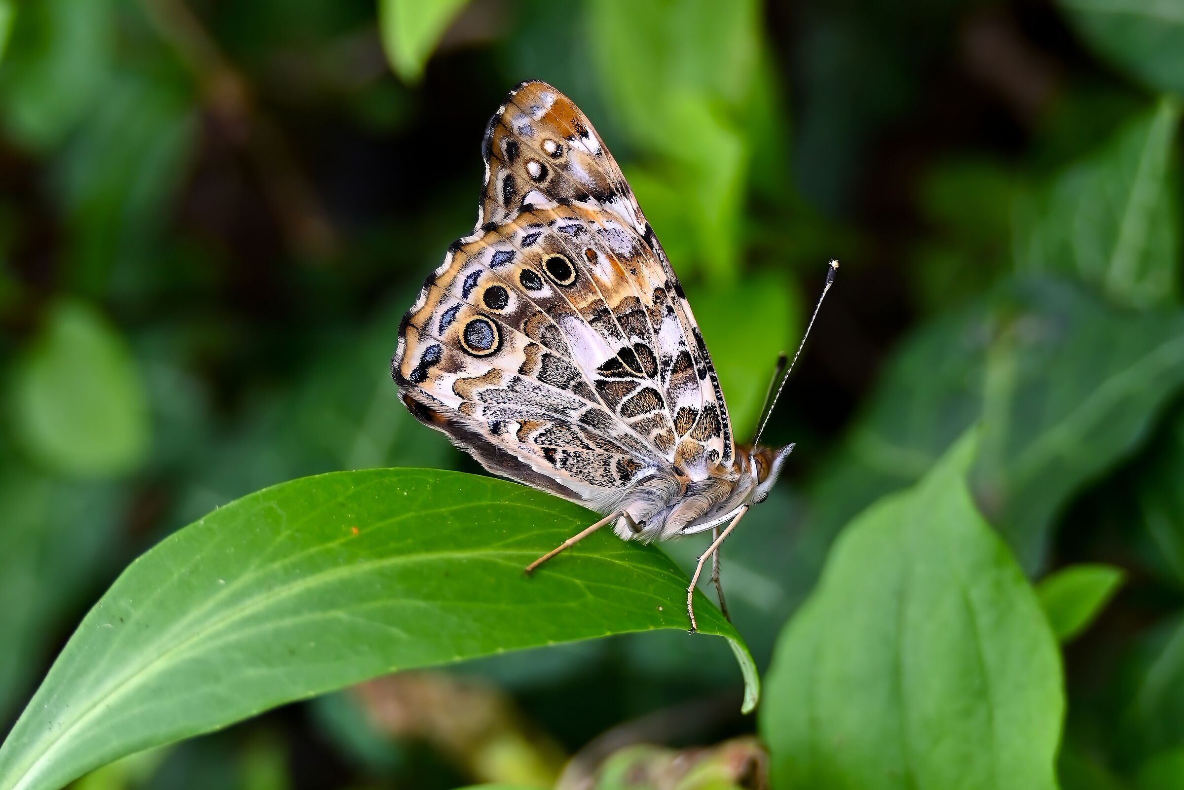 Vanessa Cardui