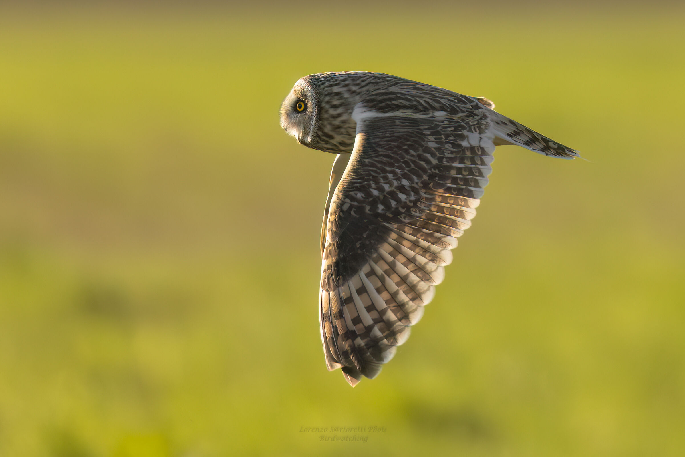 Swamp owl