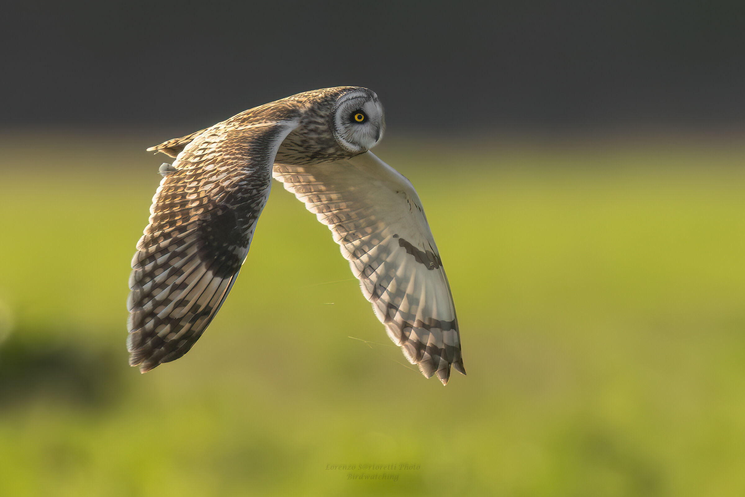 Swamp owl