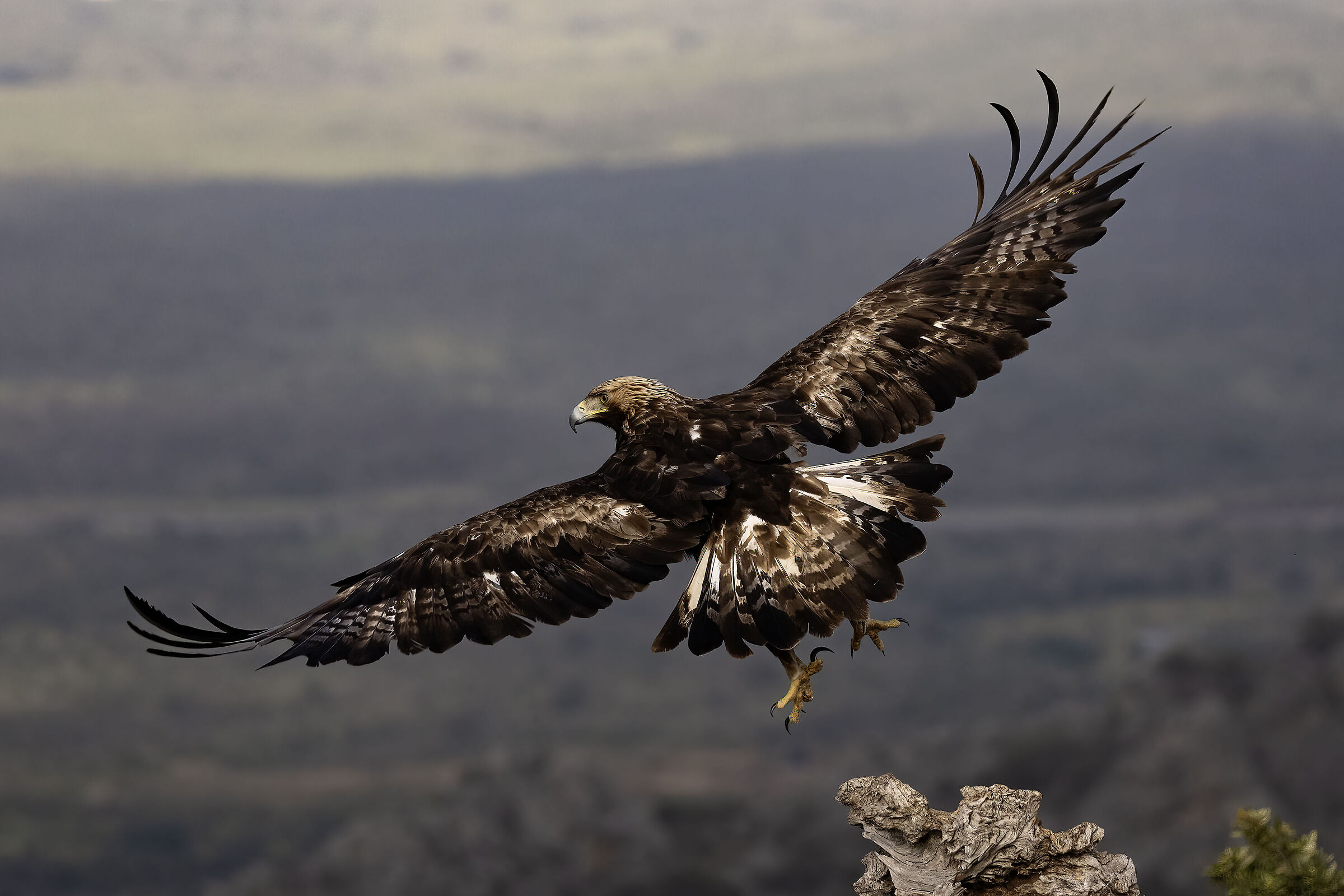 Golden Eagle Spain 2026