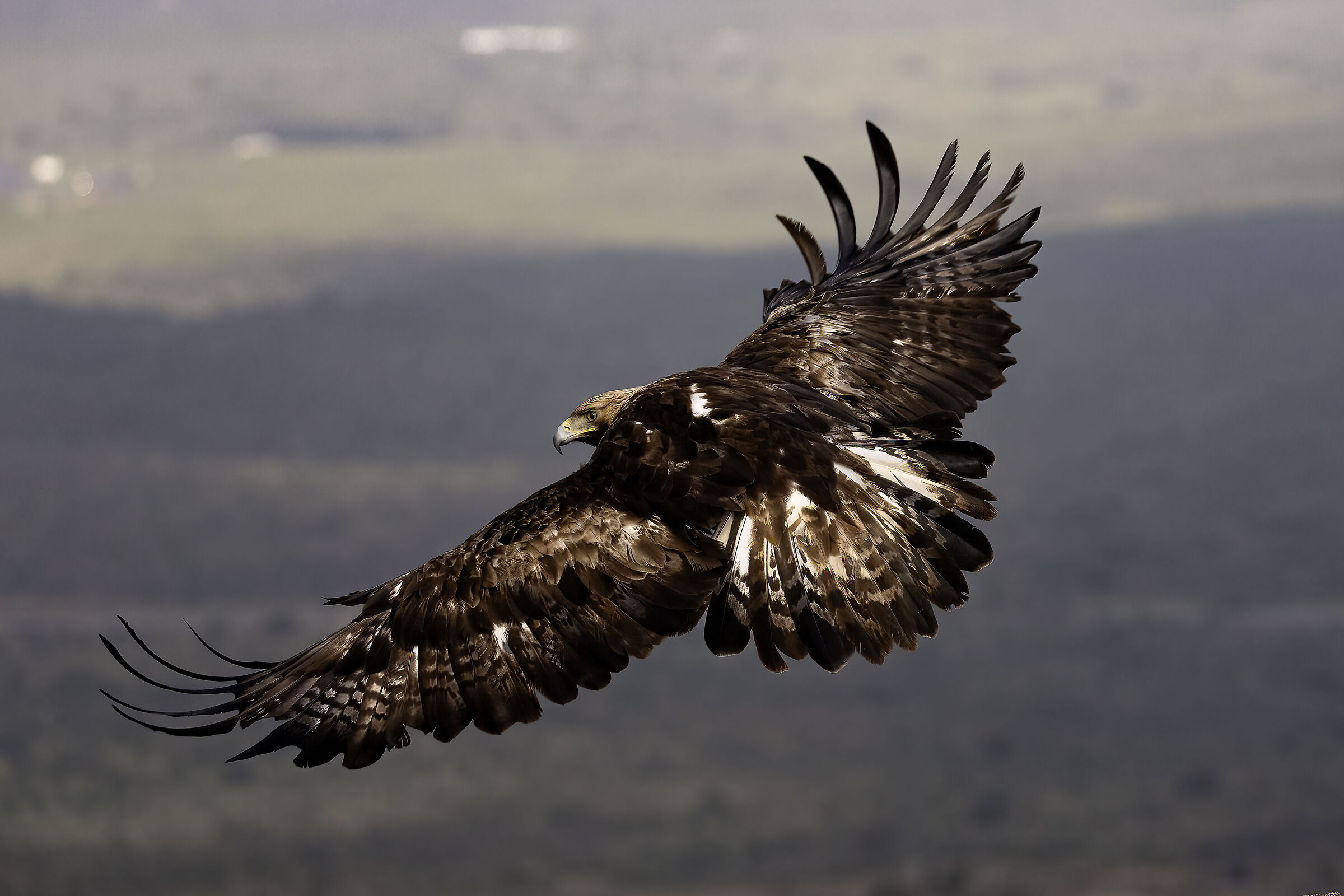 Golden Eagle Spain 2026