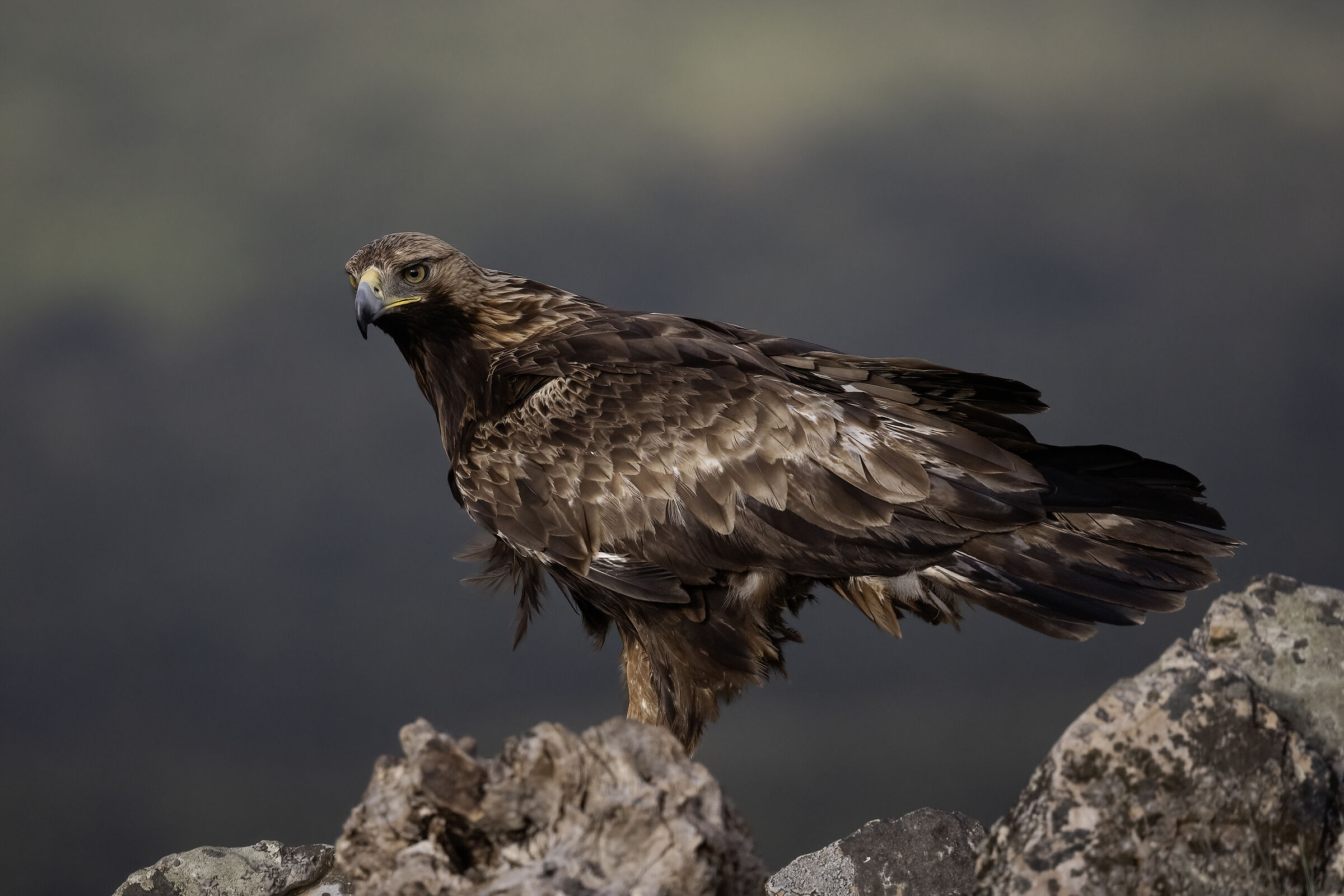Golden Eagle Spain 2026