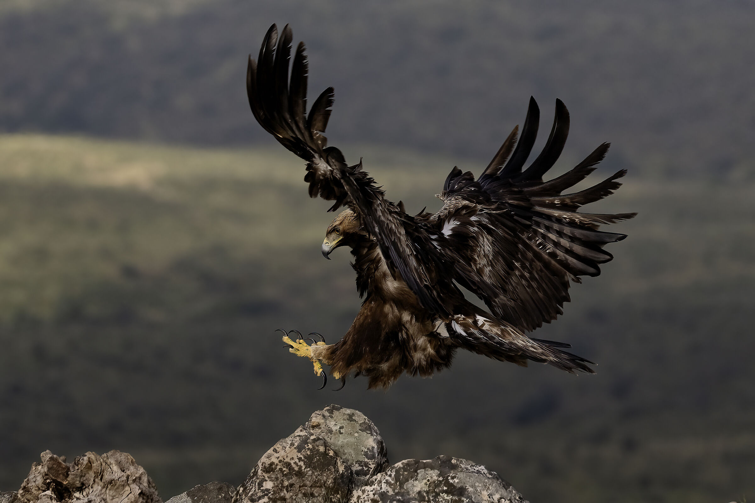 Golden Eagle Spain 2026