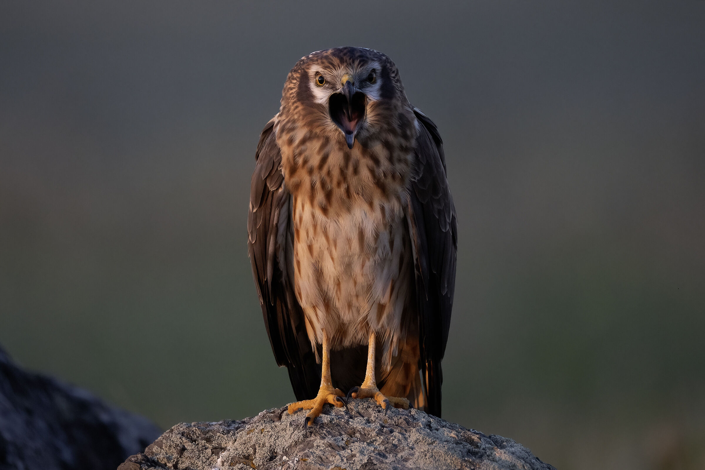 Hen Harrier