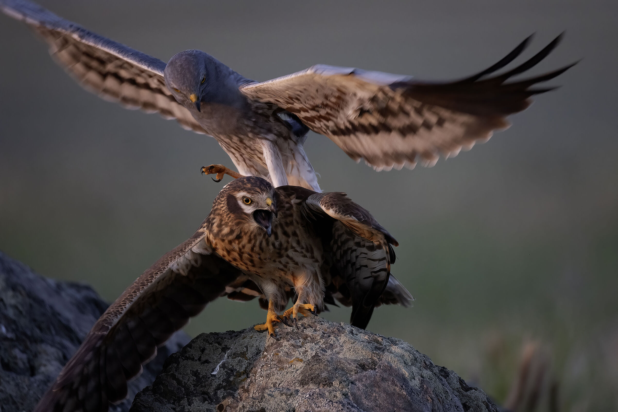 Hen Harrier in mating