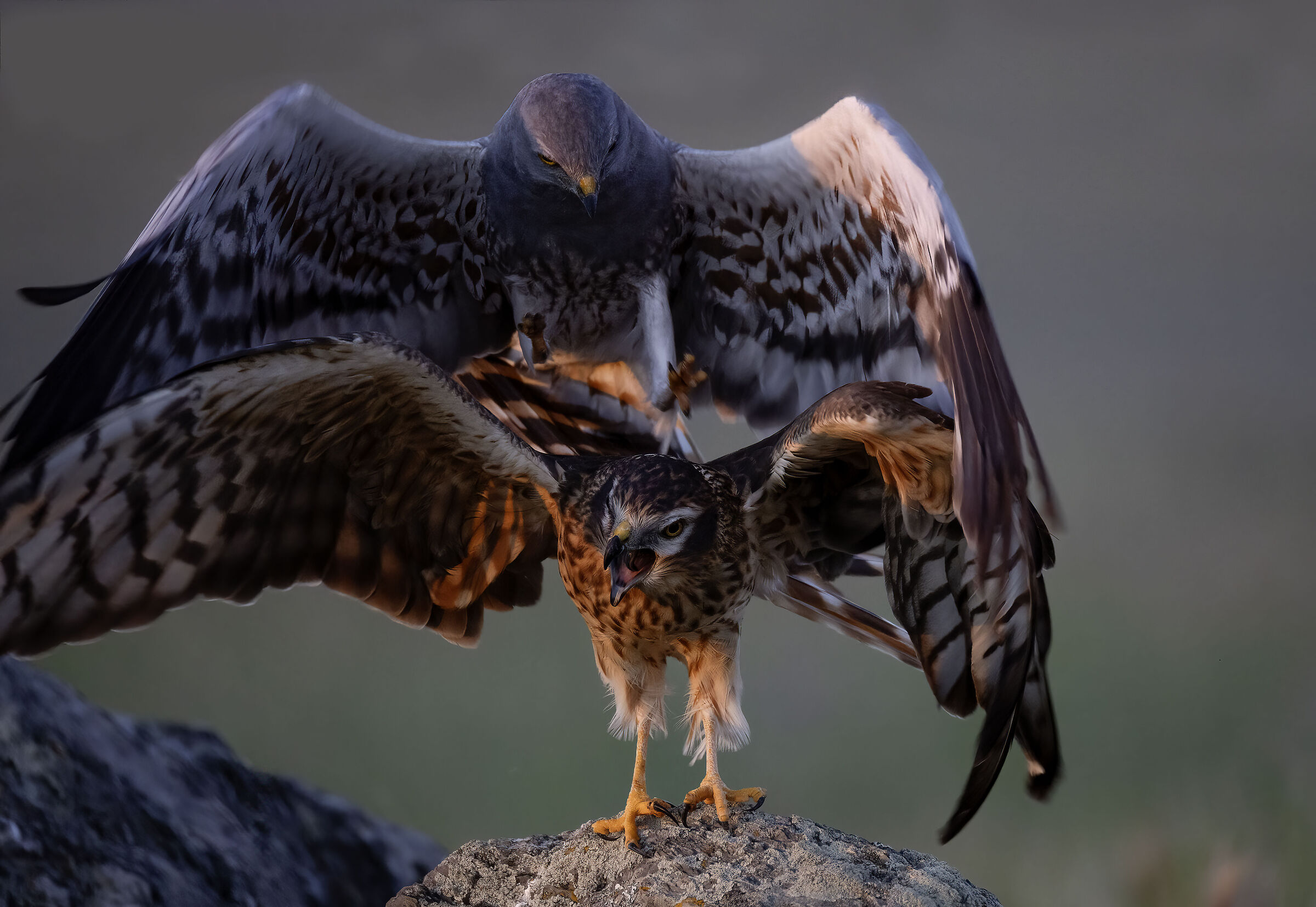 Hen Harrier in mating