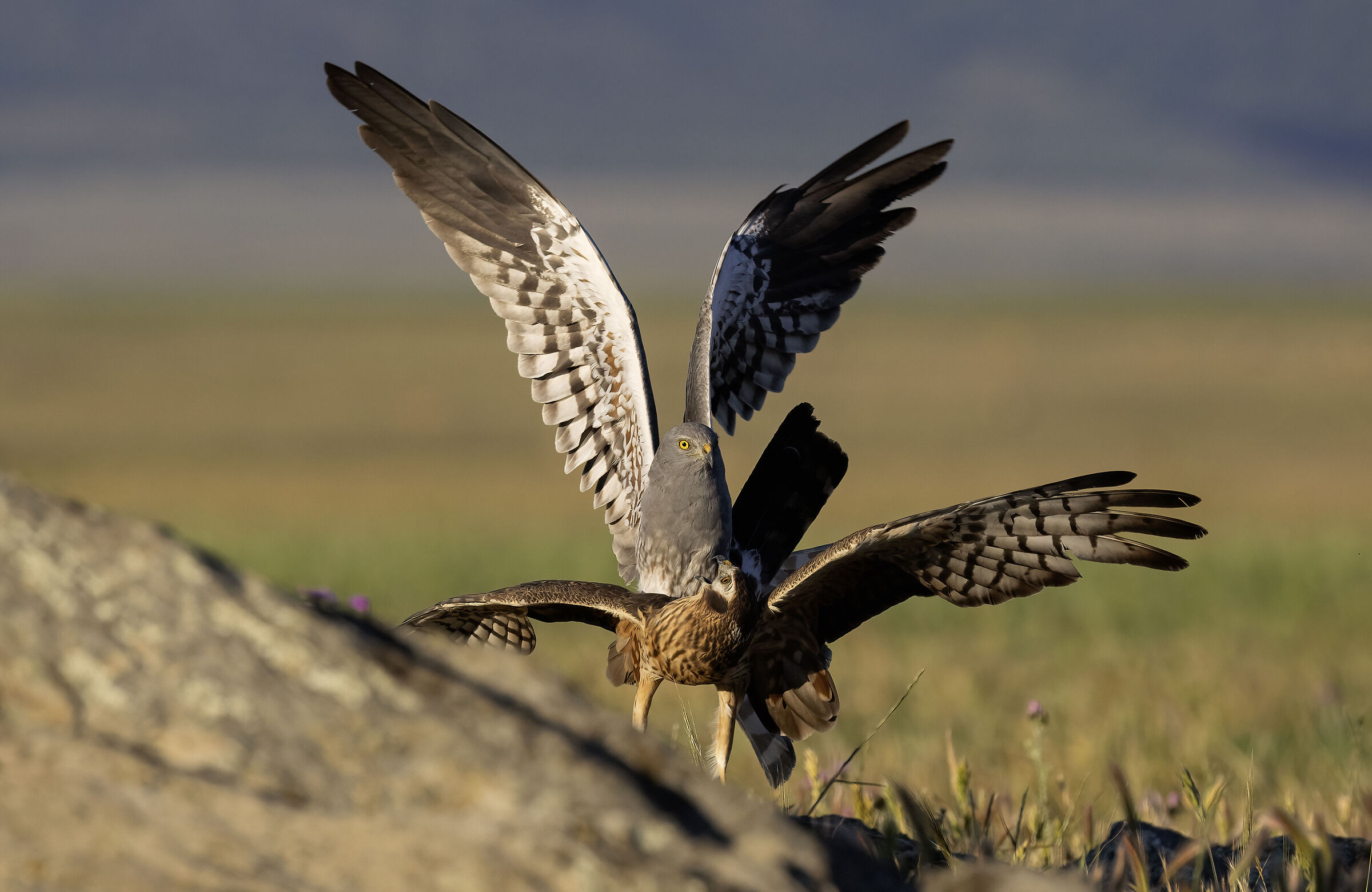 Hen Harrier in mating
