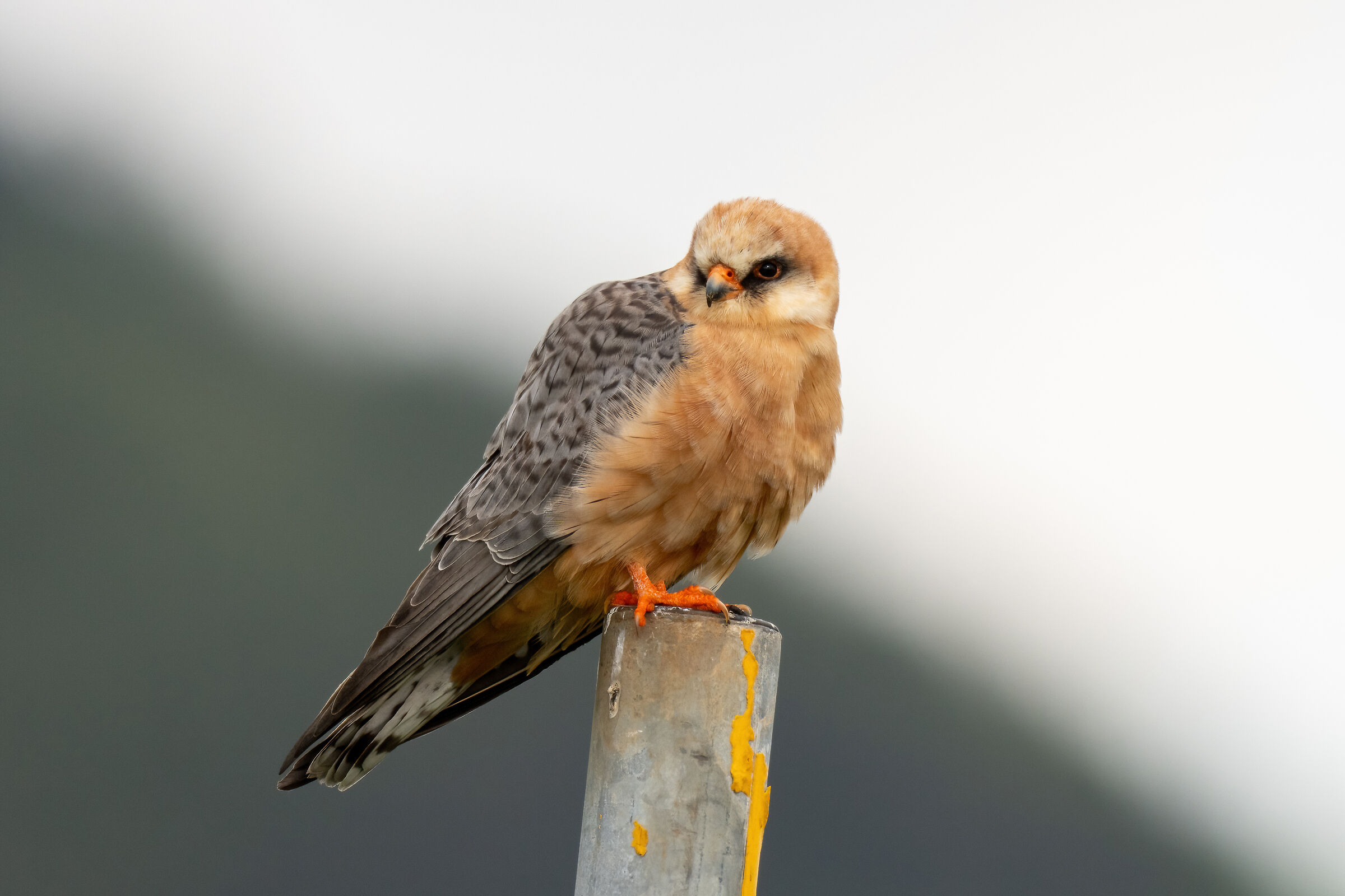 Cuckoo falcon (Falco vespertinus) (f)