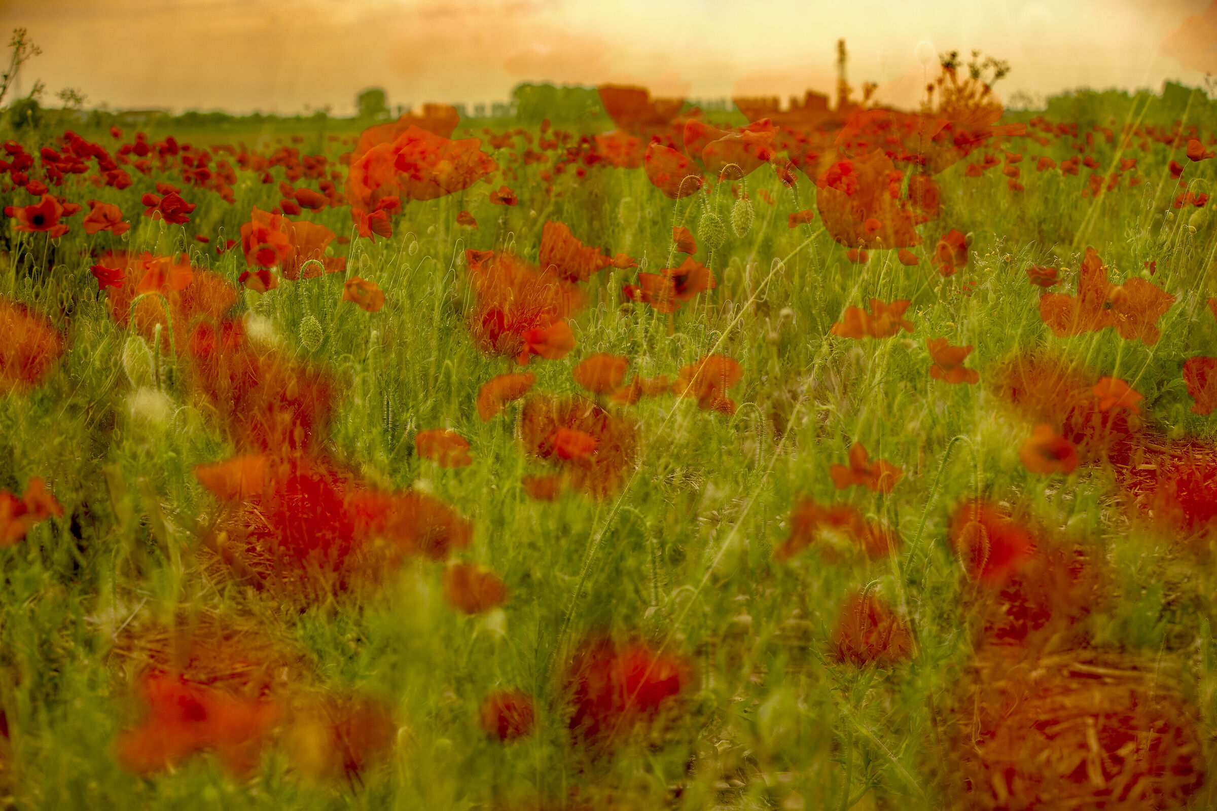 I meravigliosi poppies della primavera