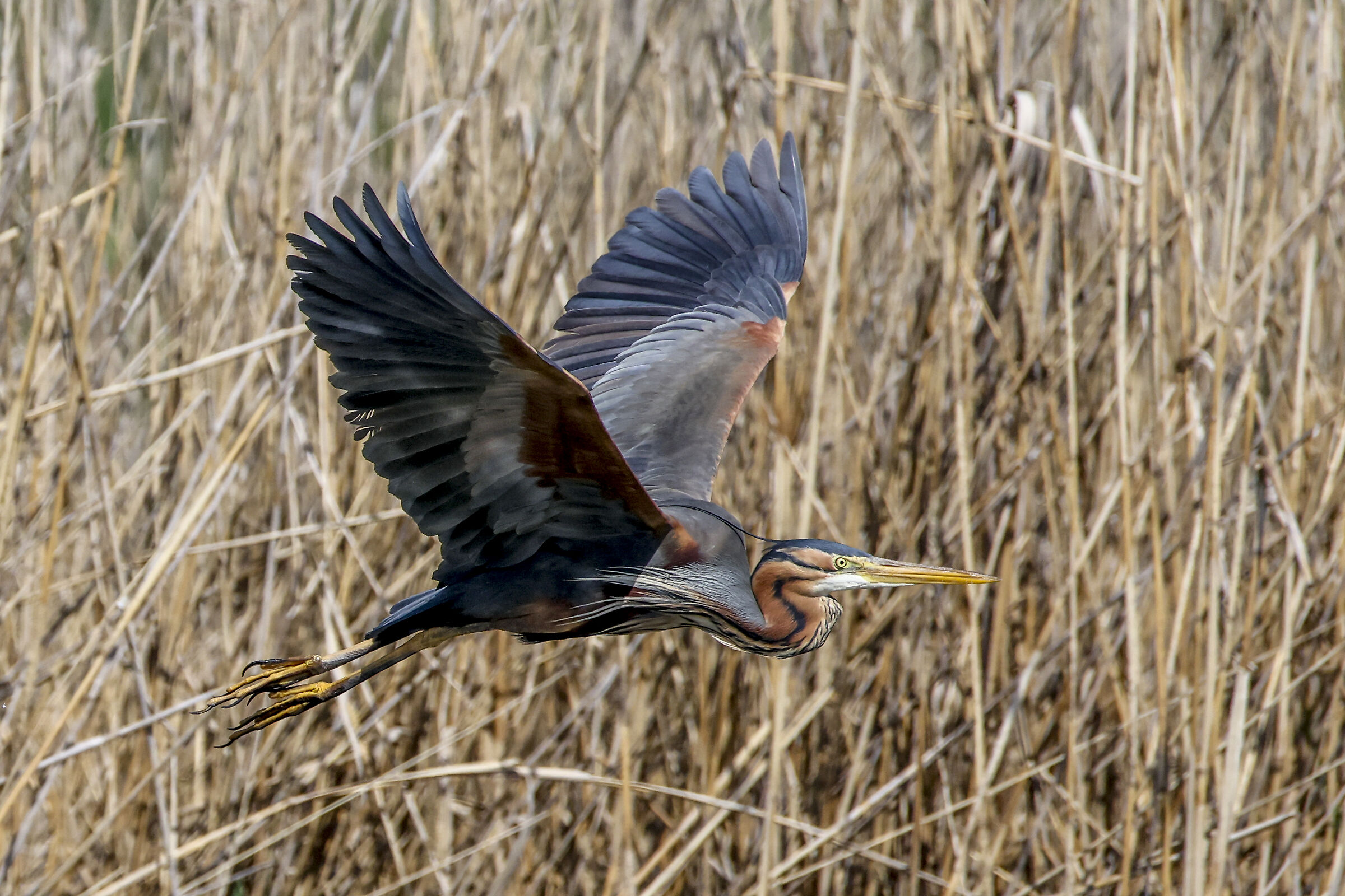 Purple Heron