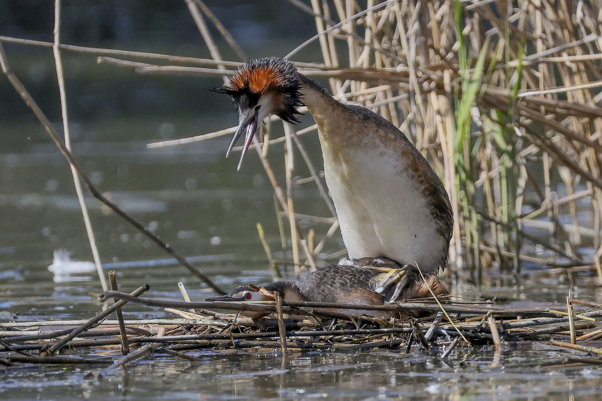 Grebe.Mating