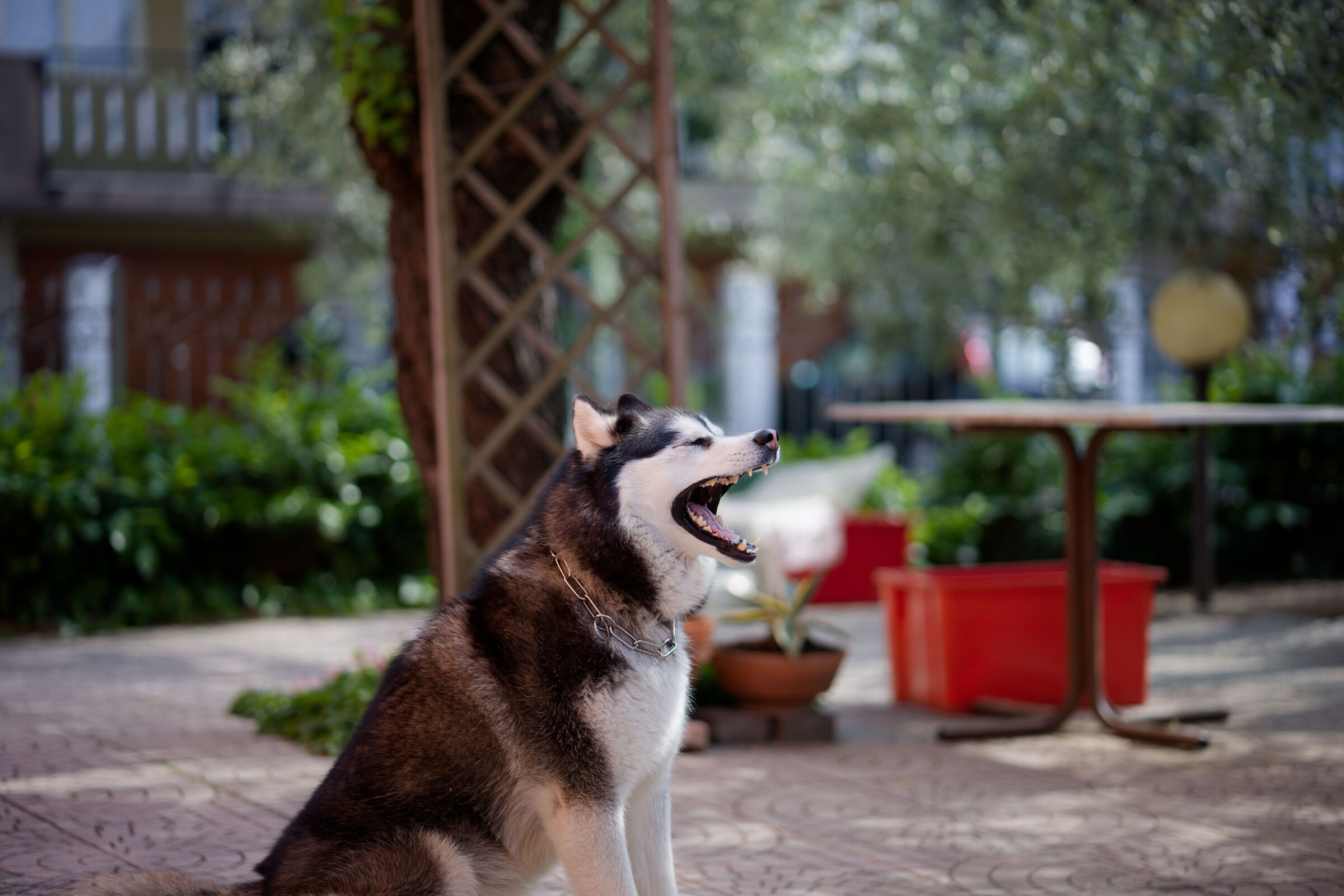 YN85mm F1.8 senza correzioni