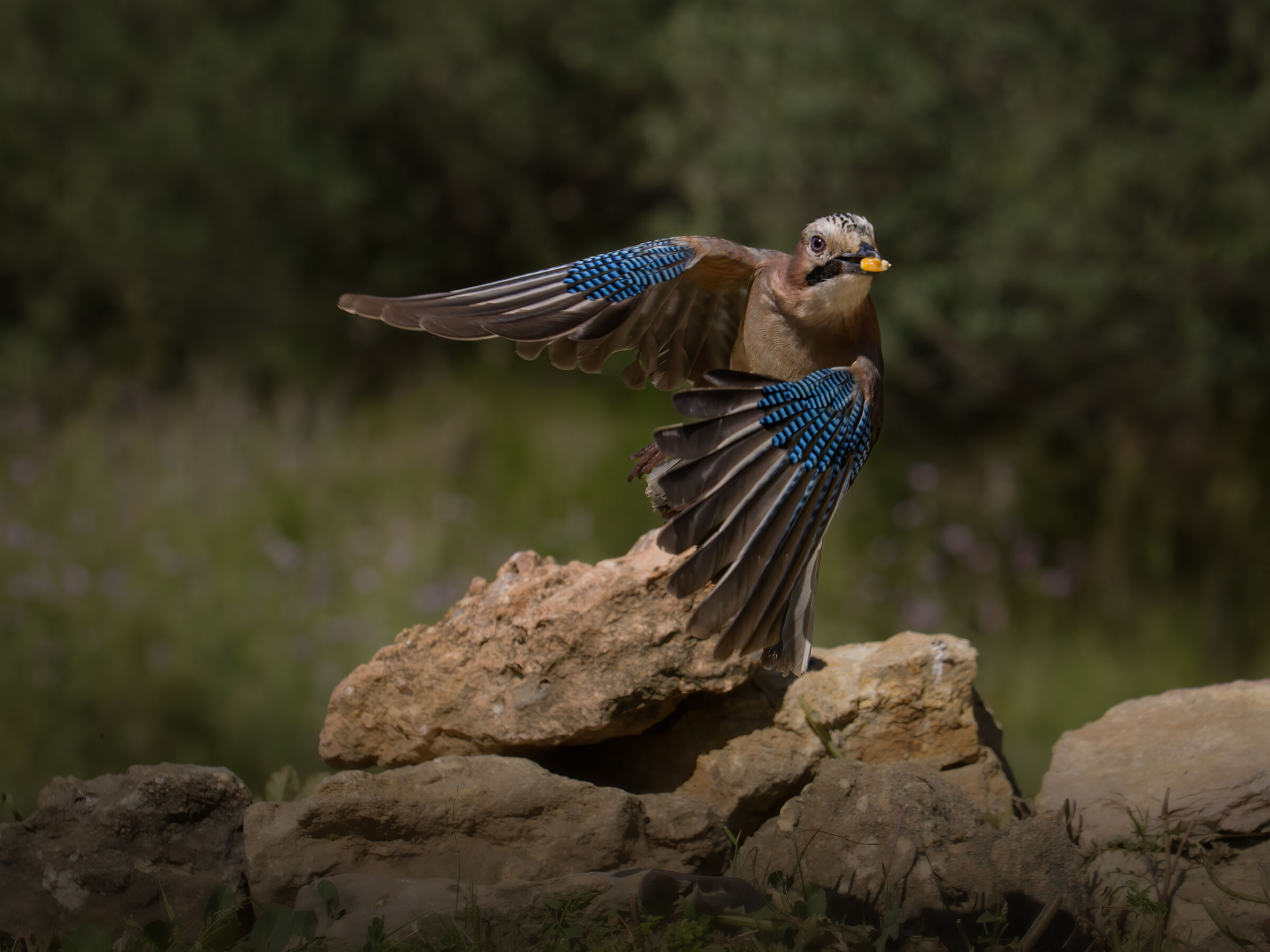 Ghiandaia (Garrulus glandarius)