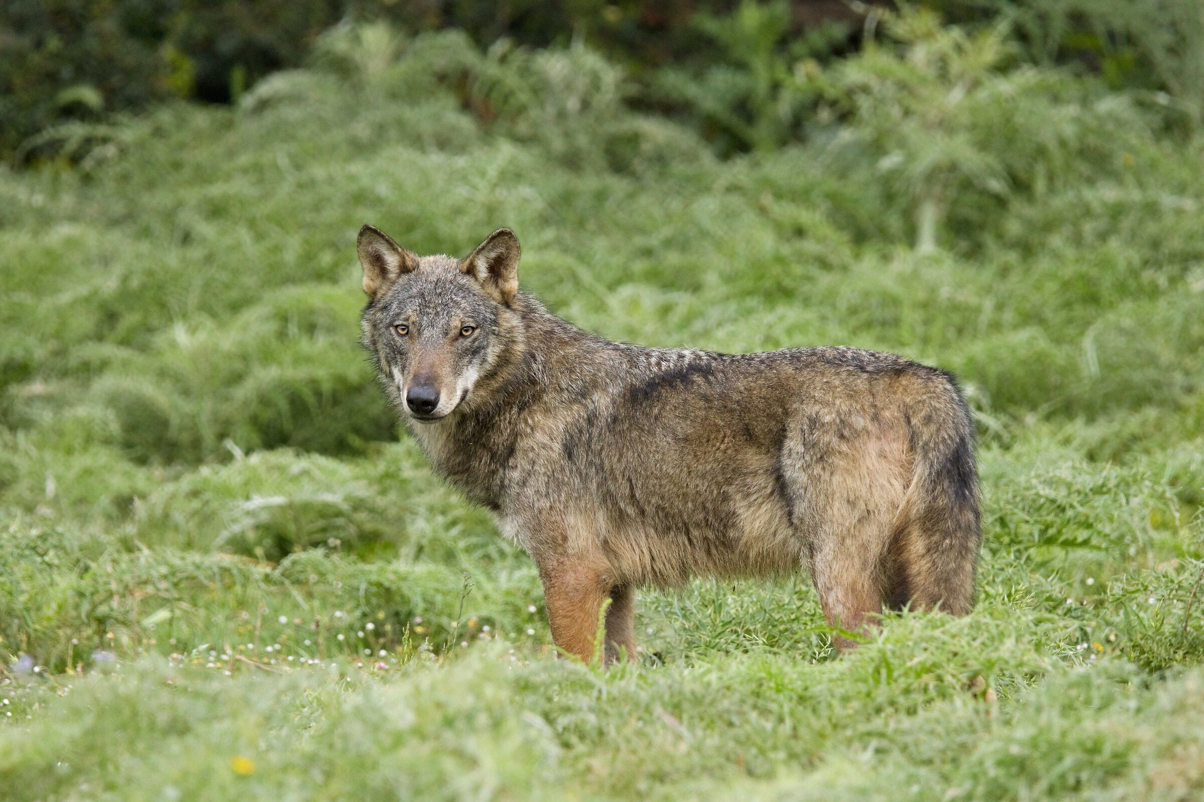 What a beard, the usual wolf...