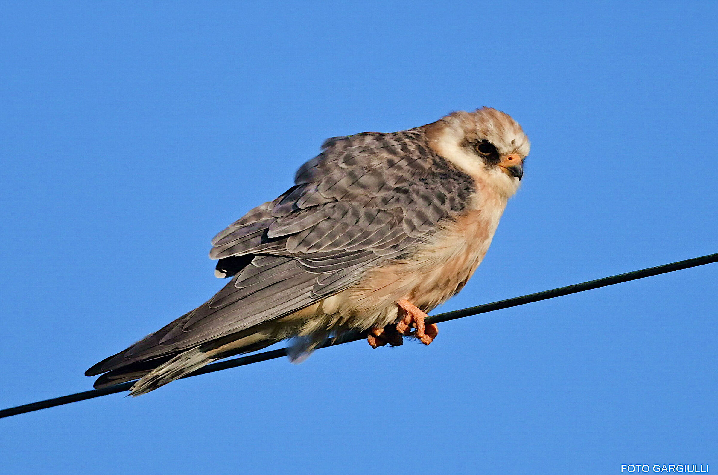 Female Cuckoo Falcon