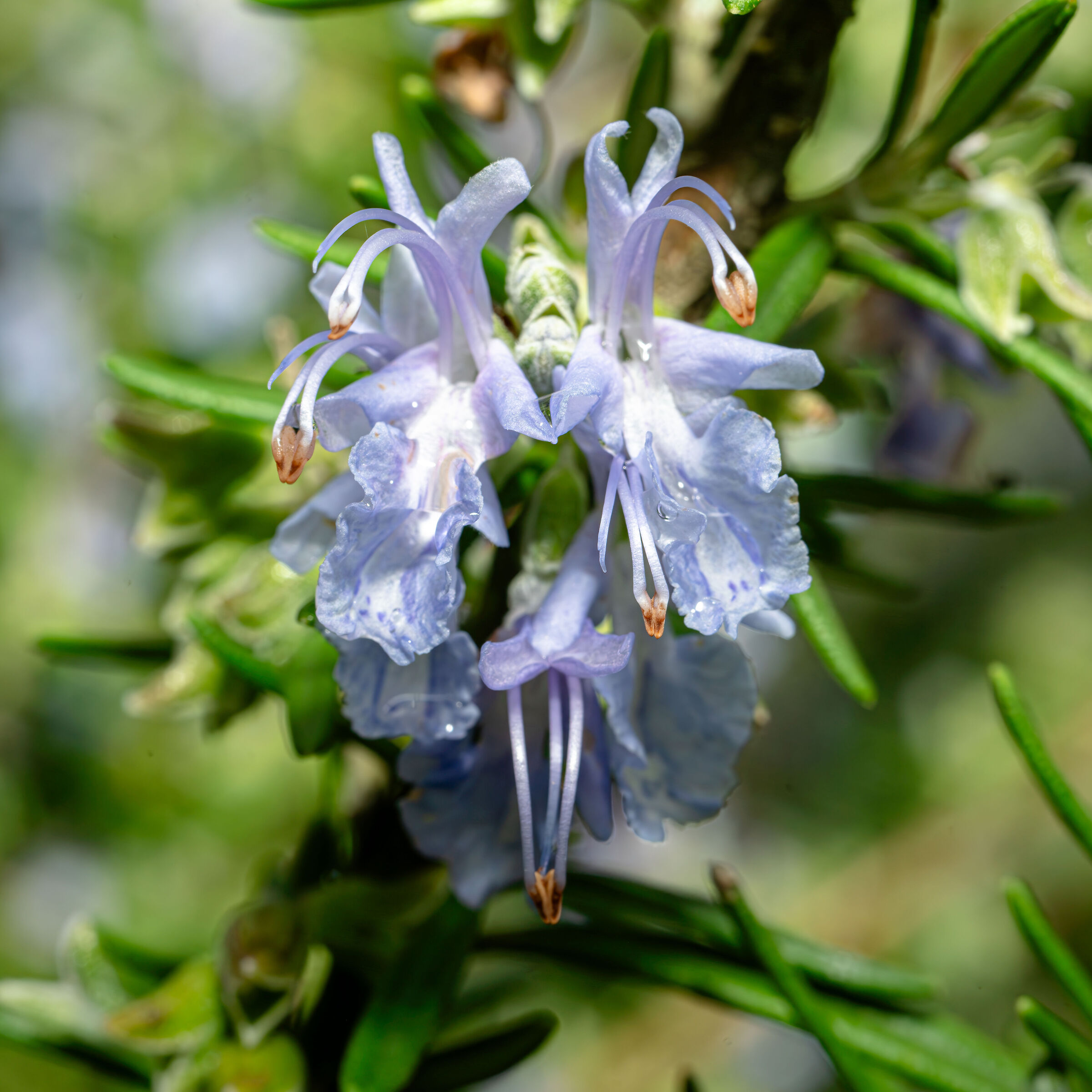Fiori di rosmarino