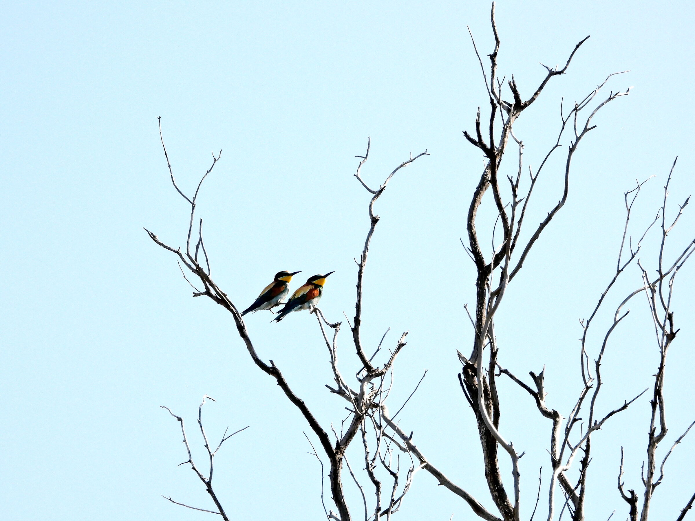 Couple of Bee-eaters