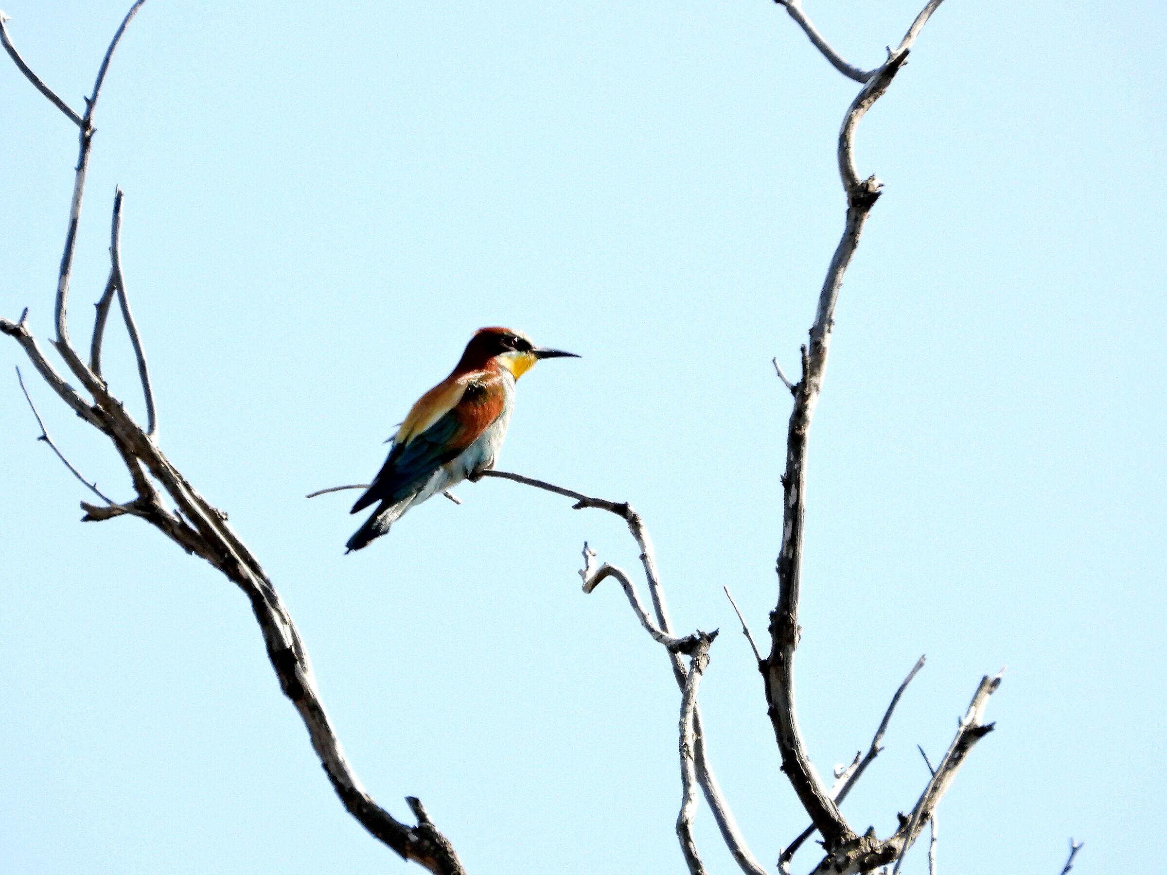 Bee-eater