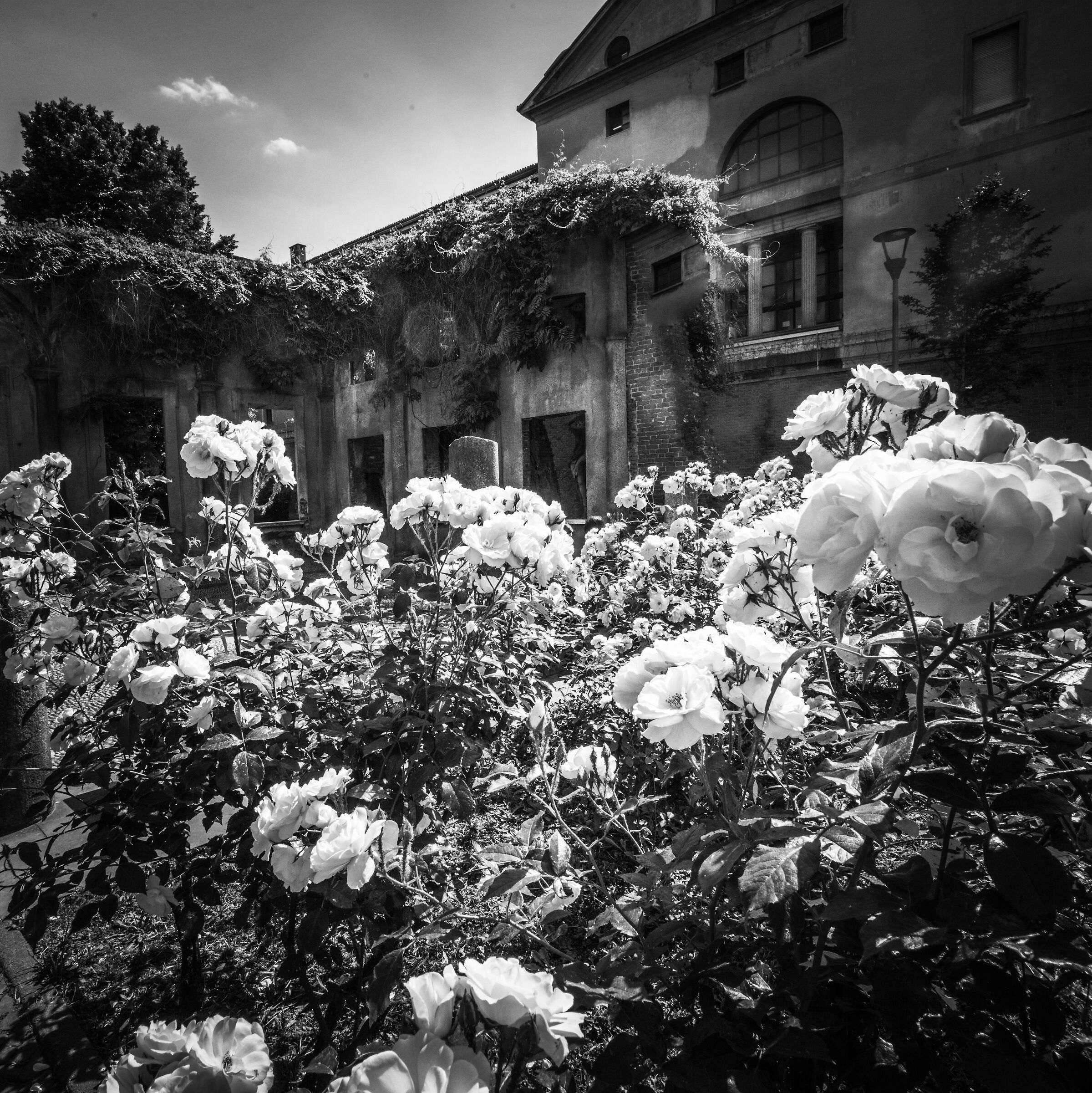 Le rose bianche del giardino Aristide Calderini