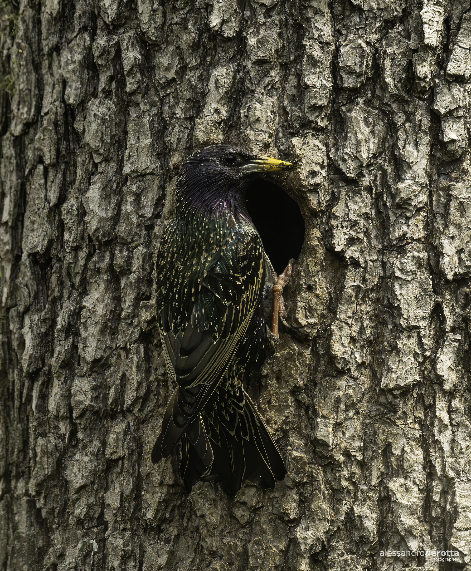 Sturnus vulgaris