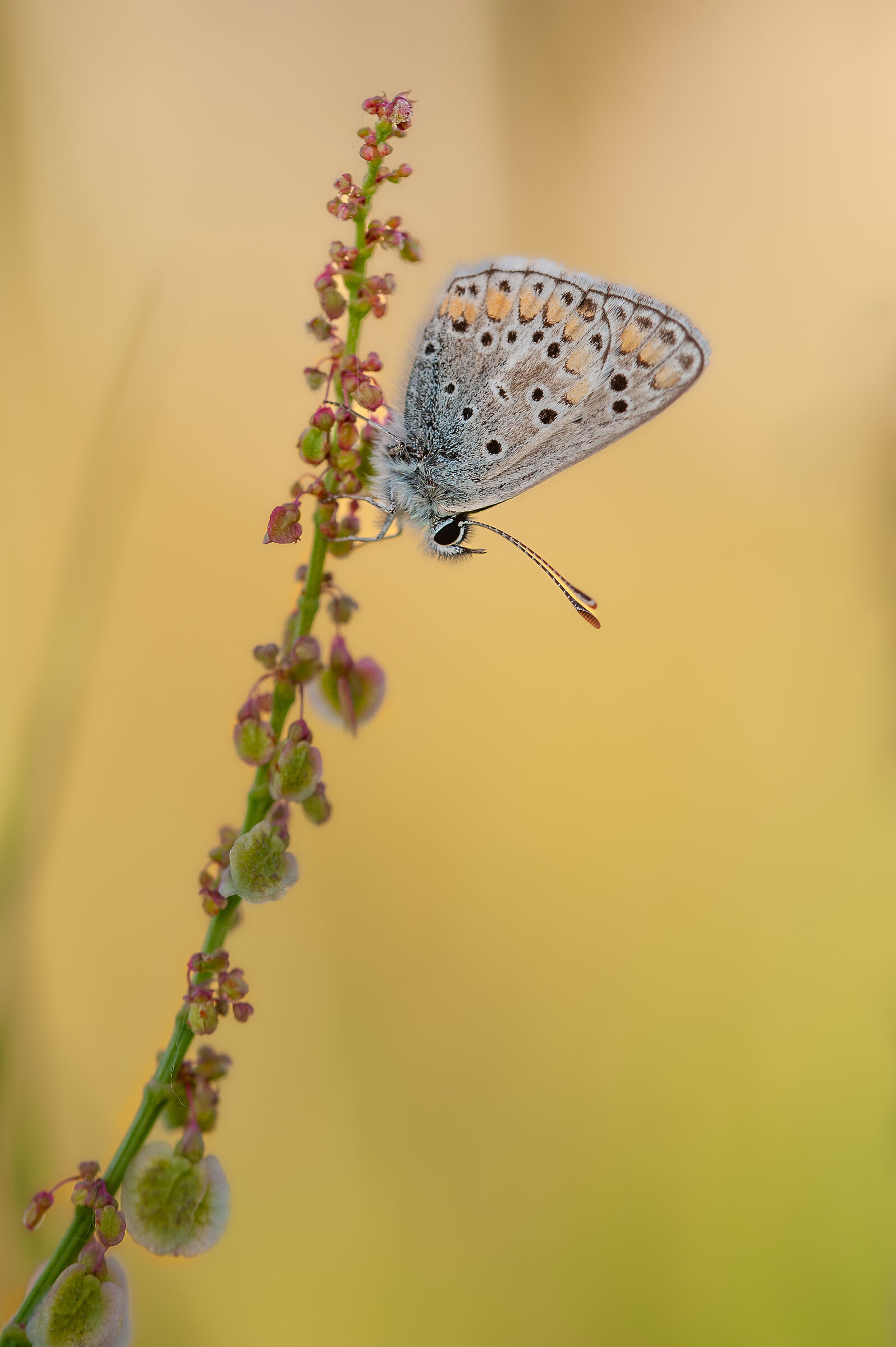 Aricia agestis