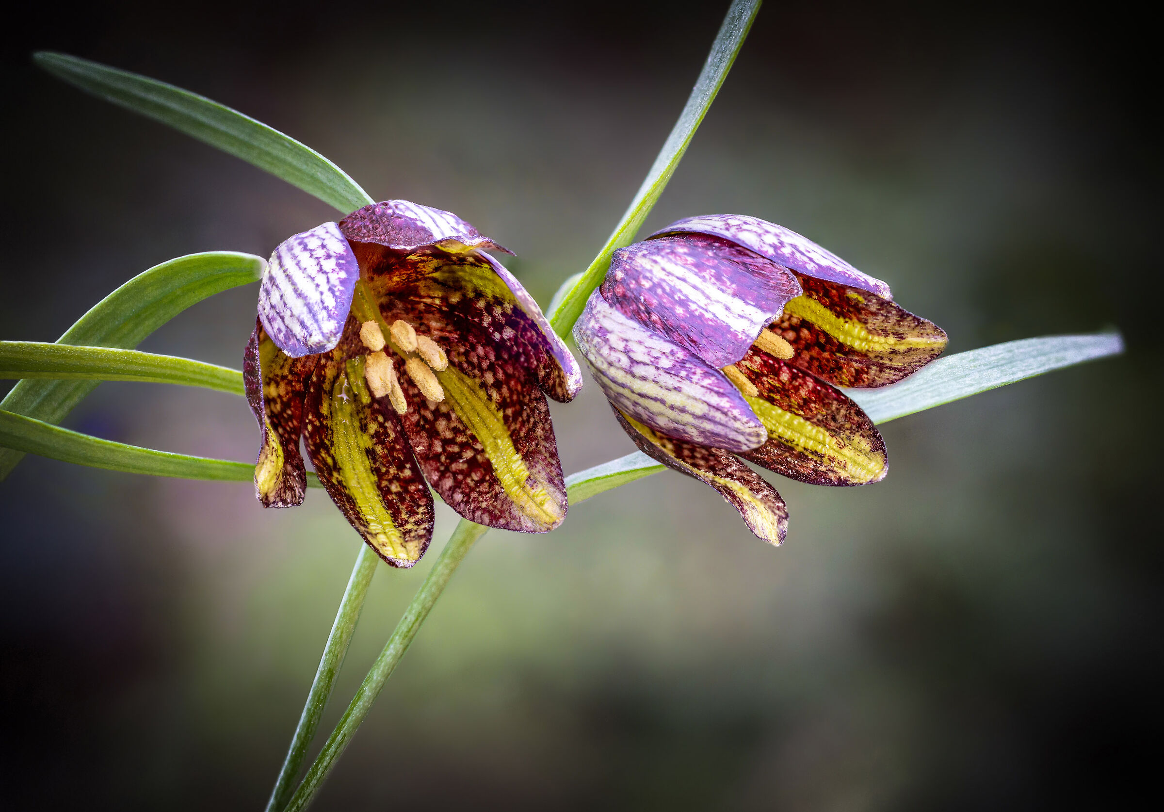 La rara Fritillaria