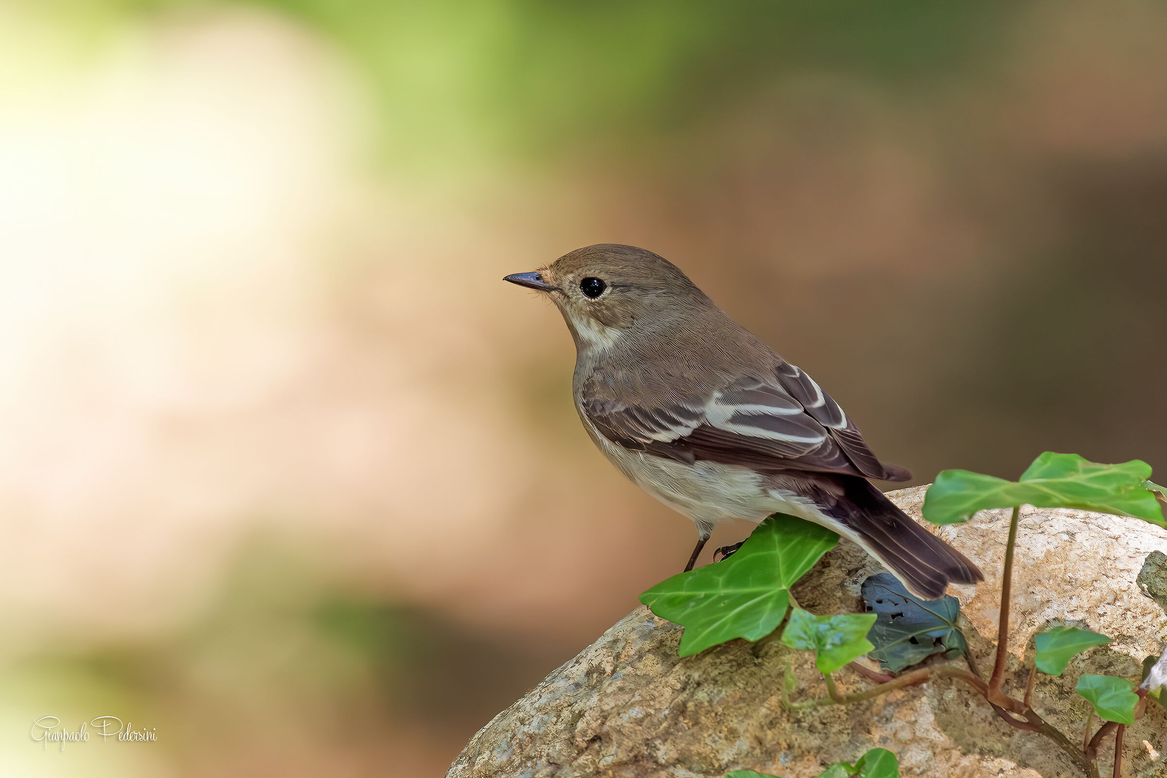 Black Flycatcher