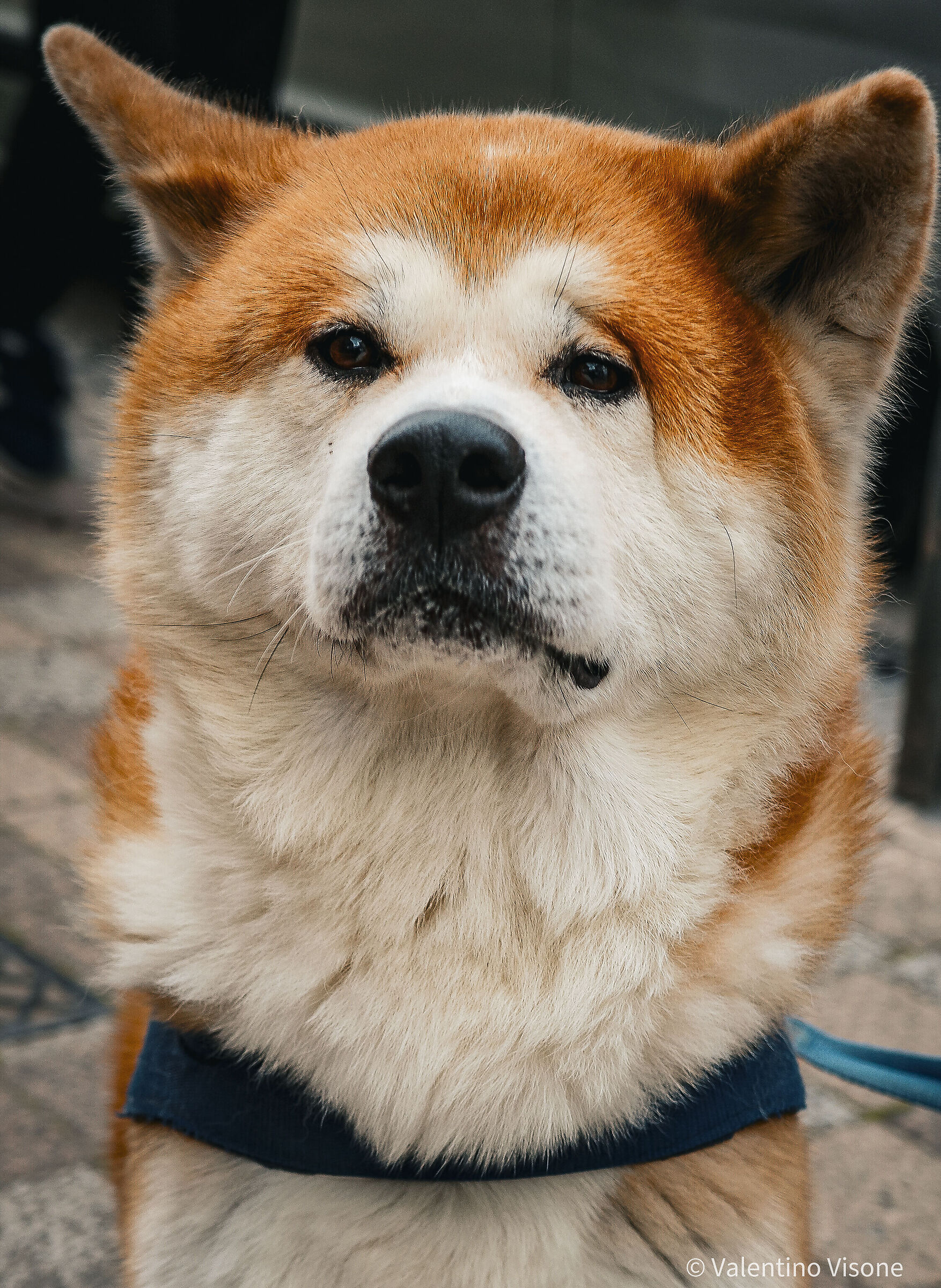 Dog Close-up