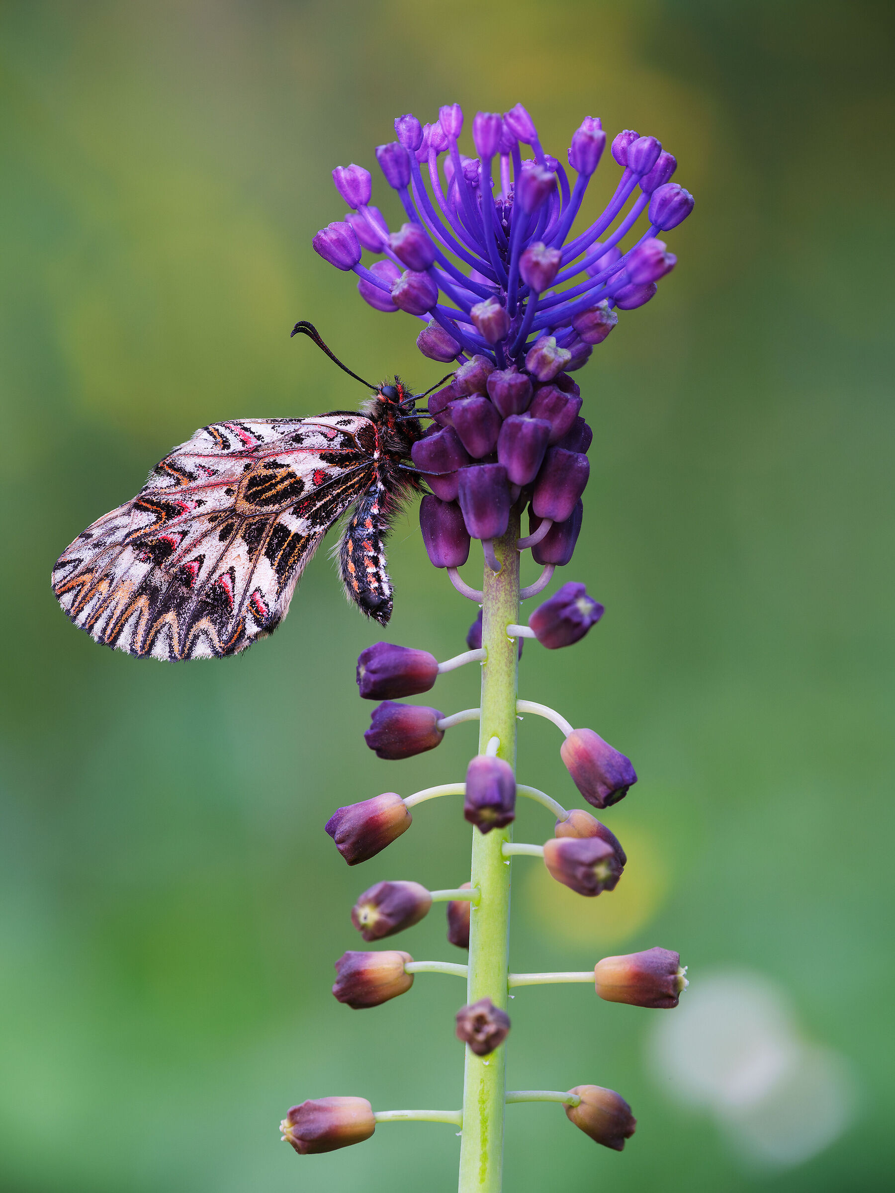 Zerynthia cassandra
