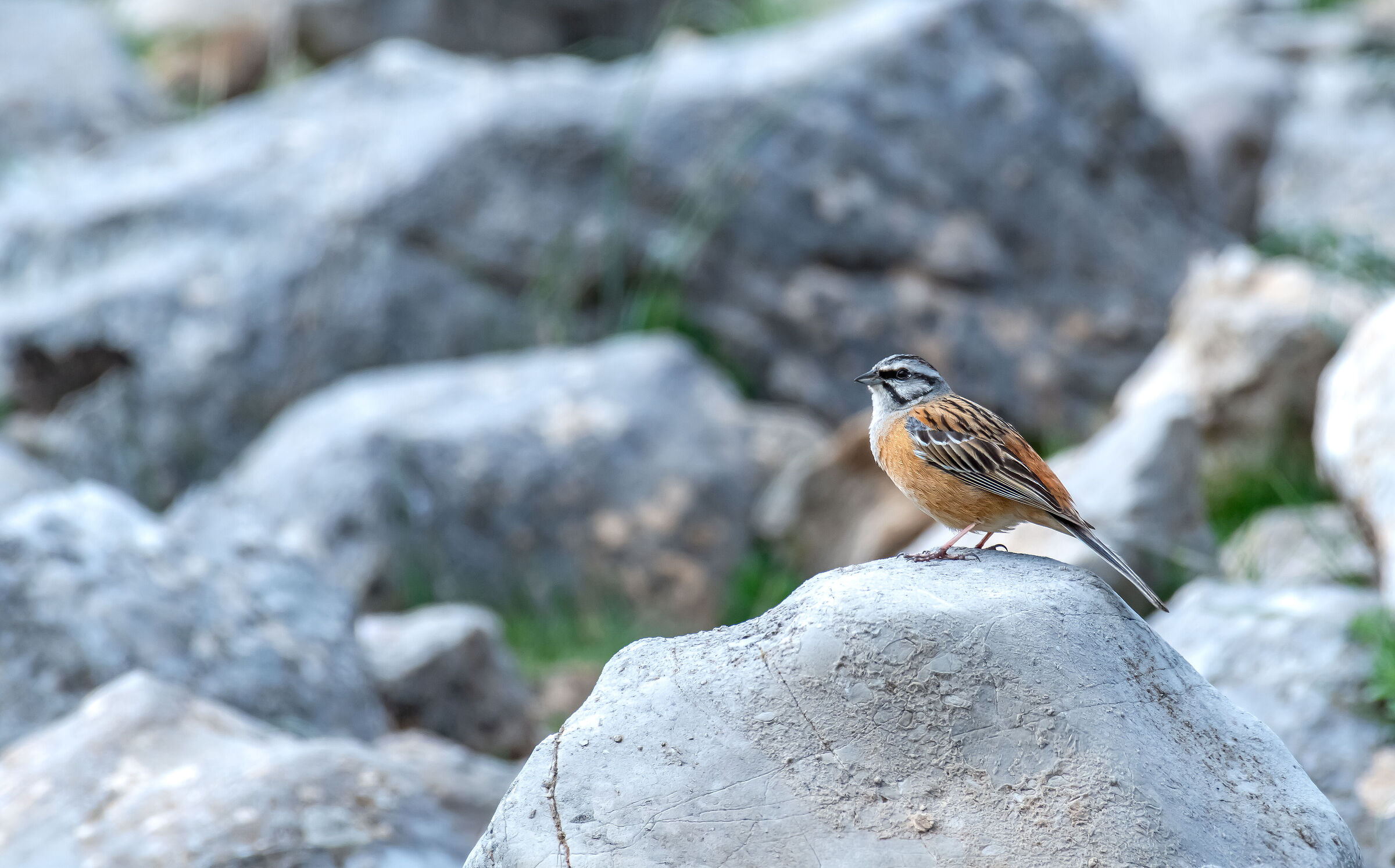 The Muciatto Bunting on the Madonite rocks