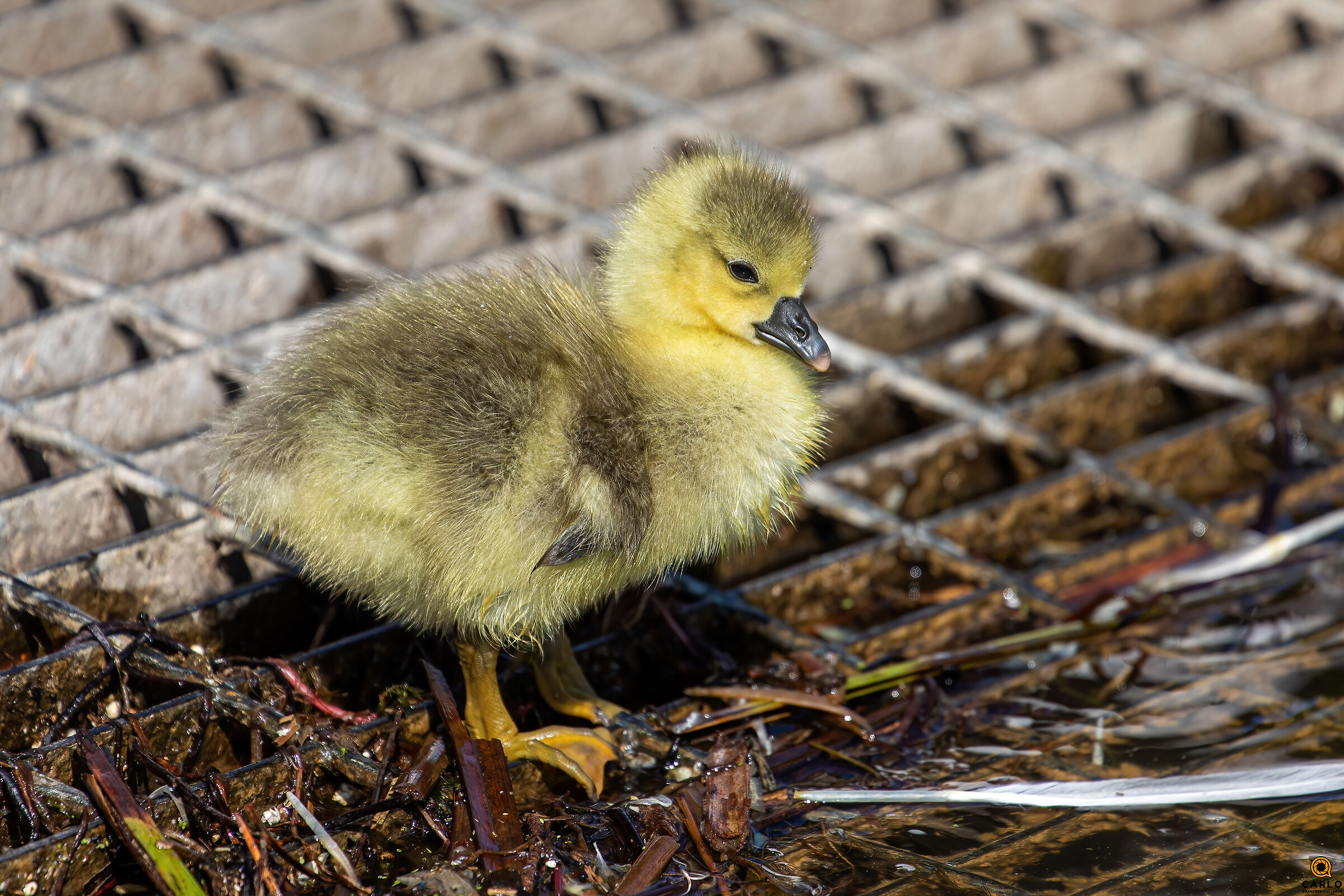 Chicks