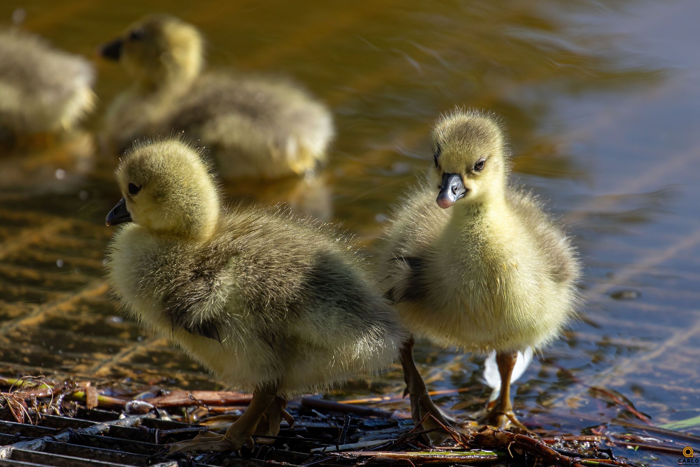 Chicks