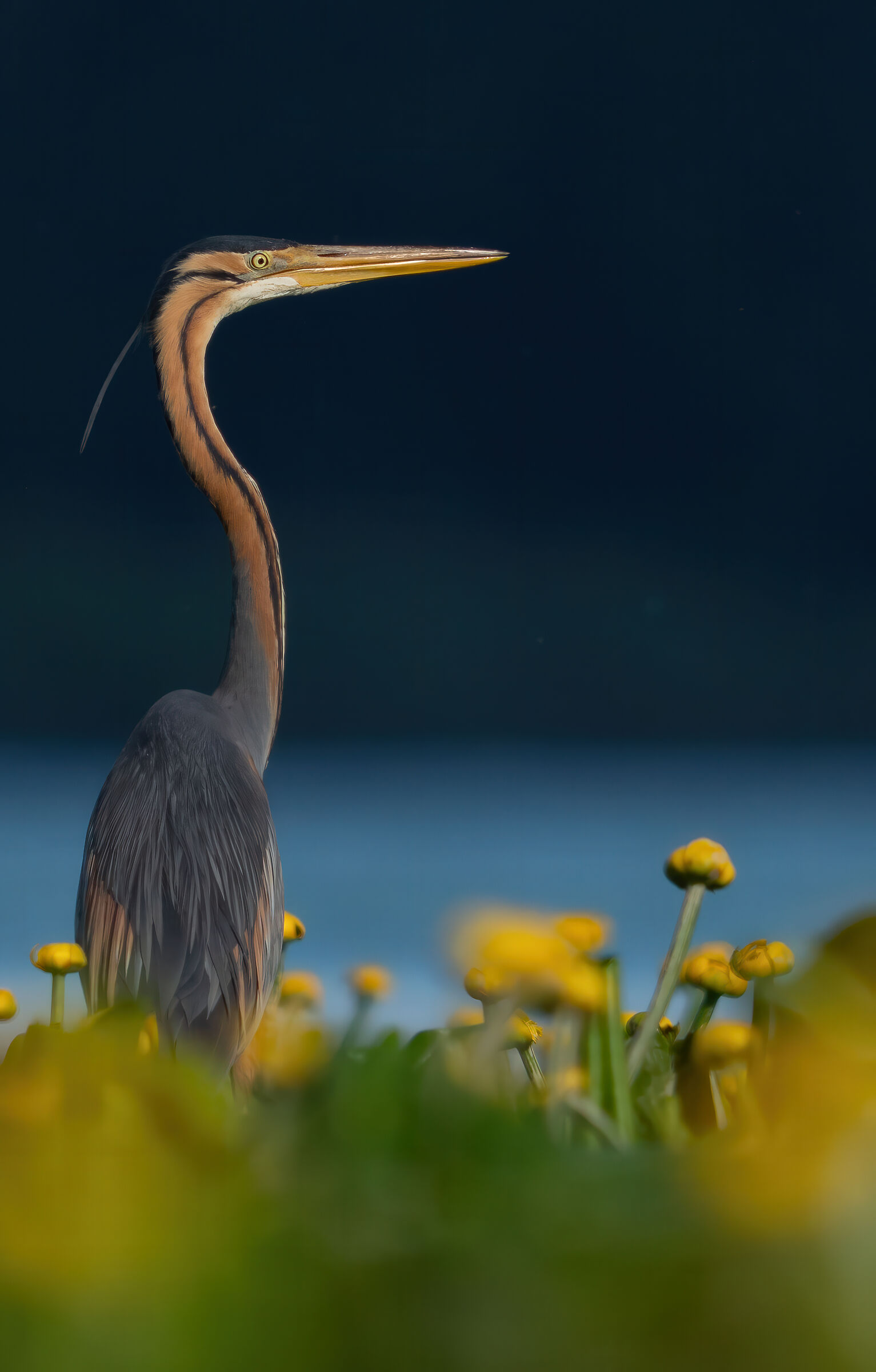 Purple Heron