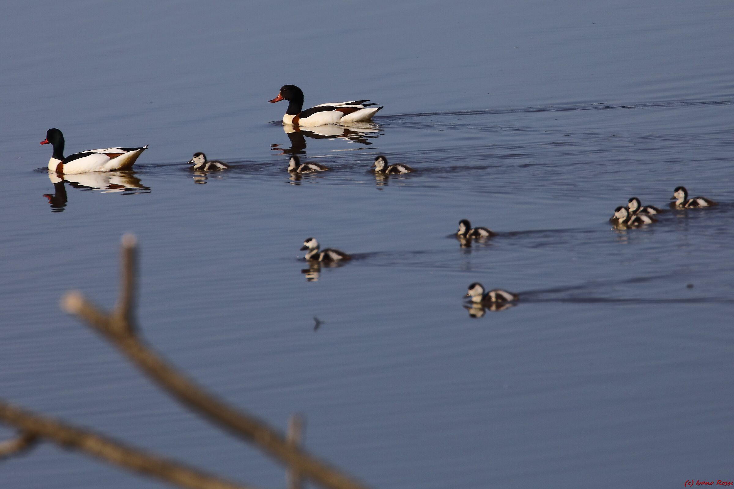 Shelducks with chicks