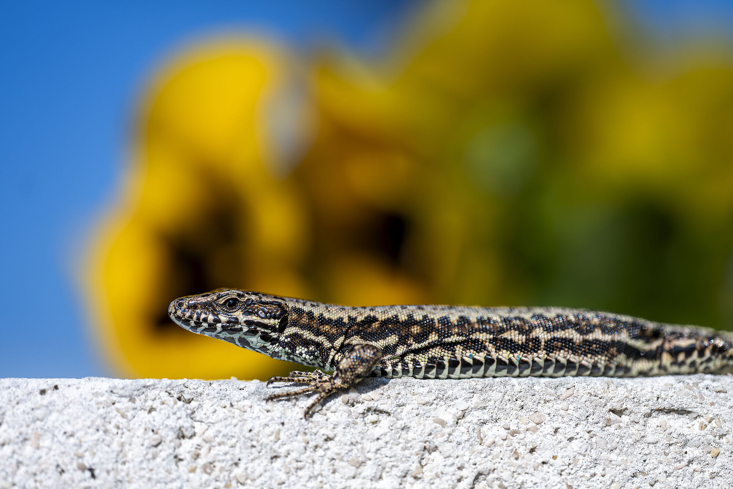 Lizard in the sun