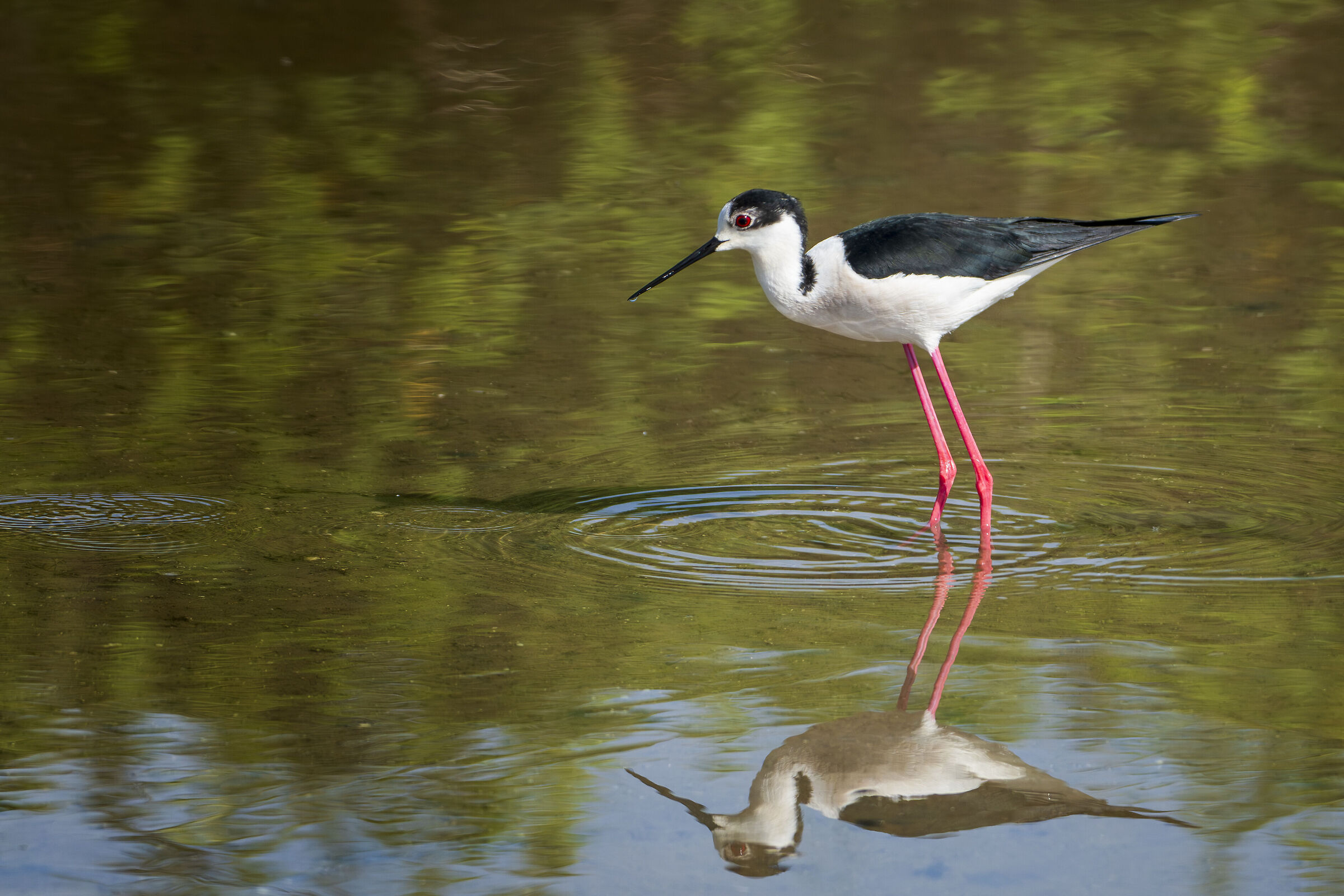 Black-winged Stilt