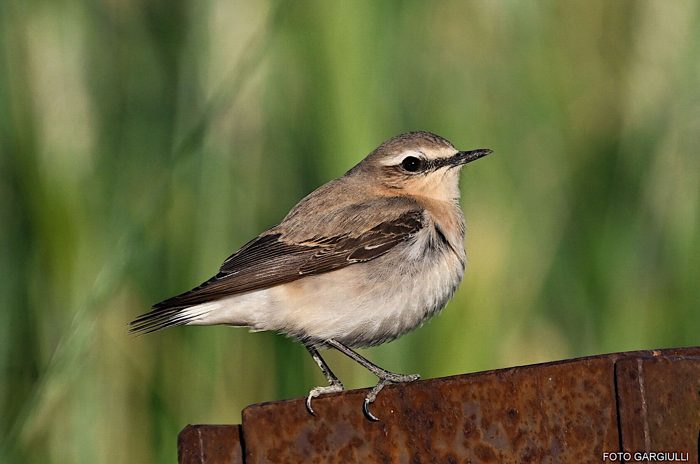 Female Culuvus