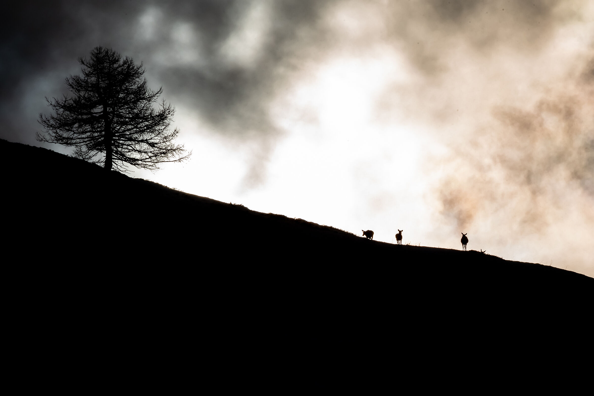 Deer at dawn
