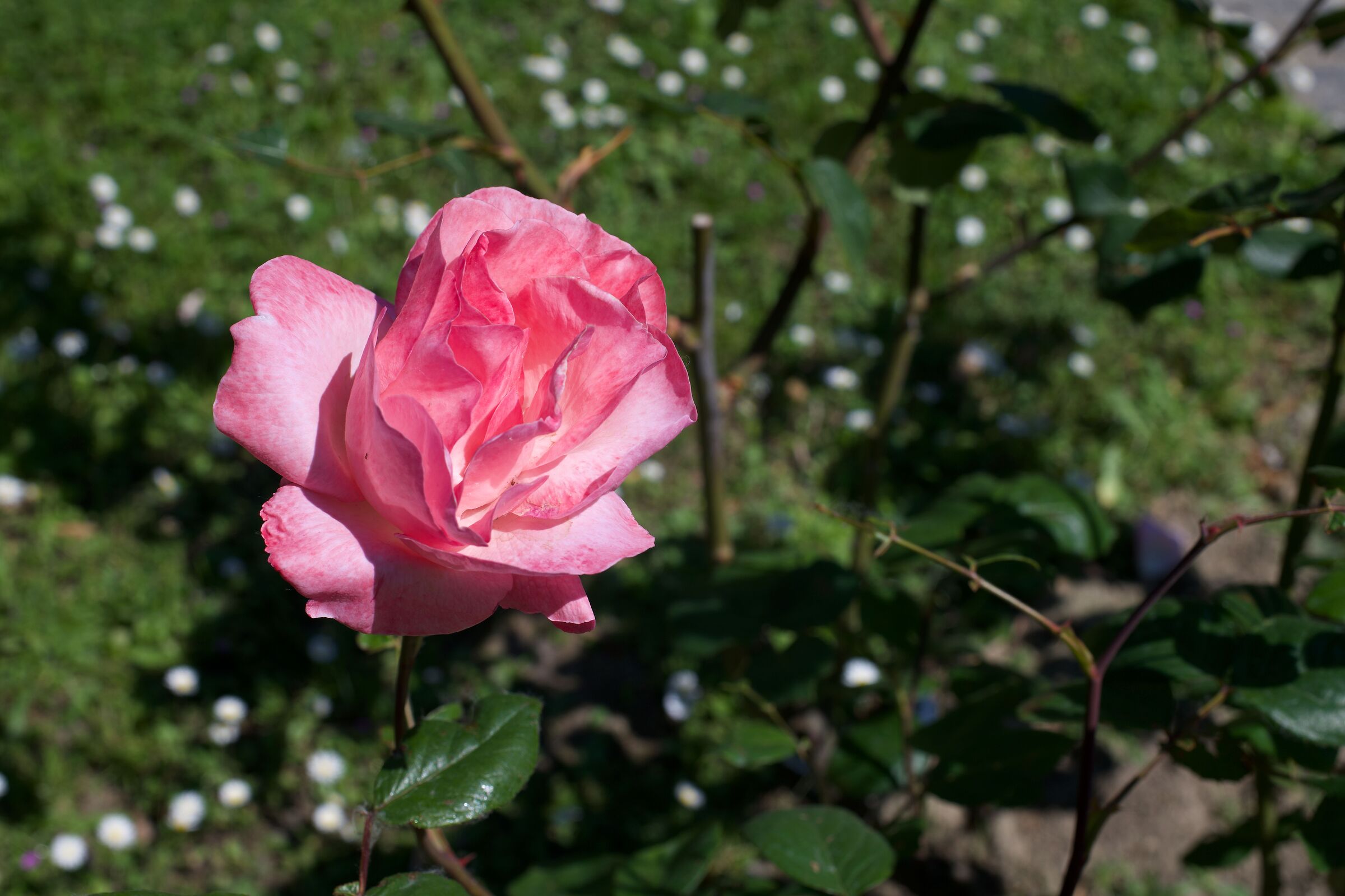 Spring26_2