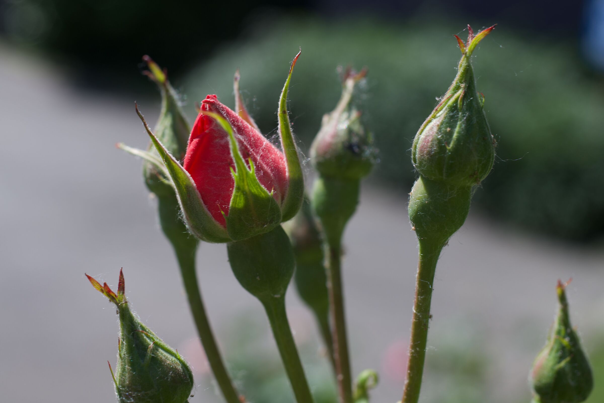 Spring26_3