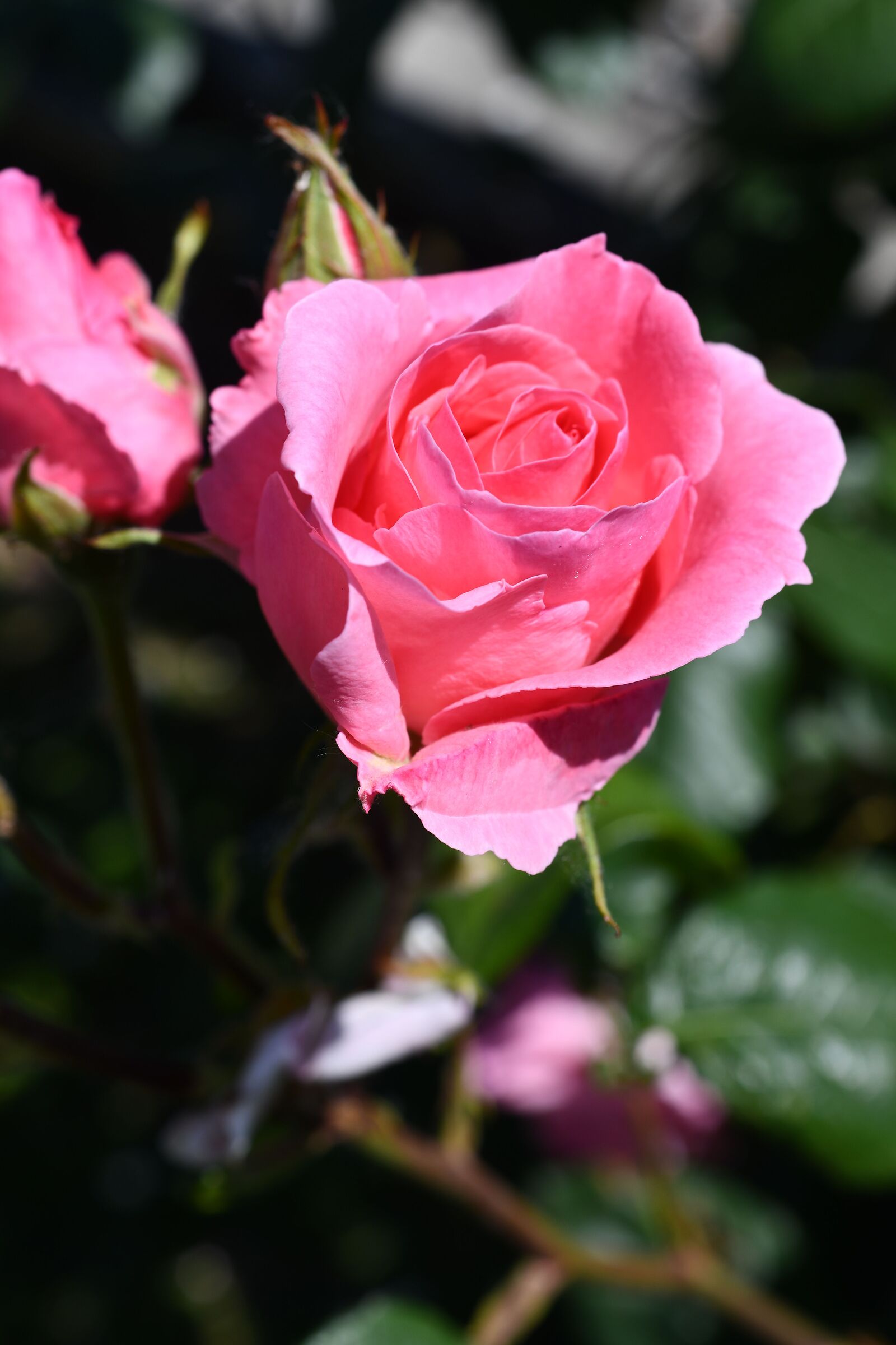 Spring26_5