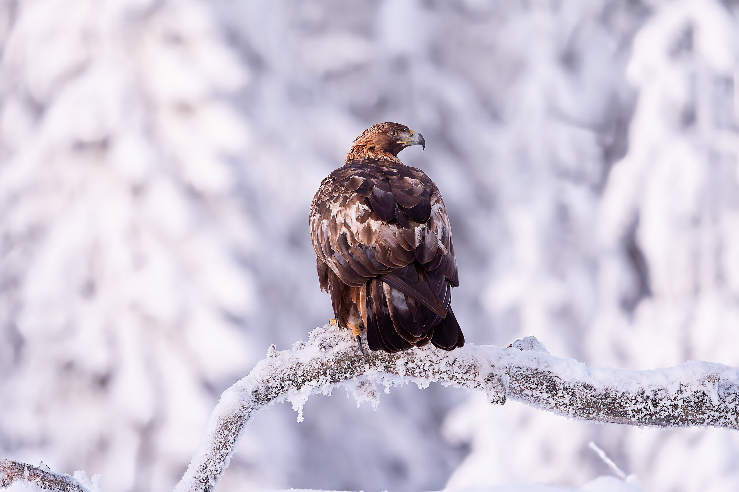 Golden Eagle