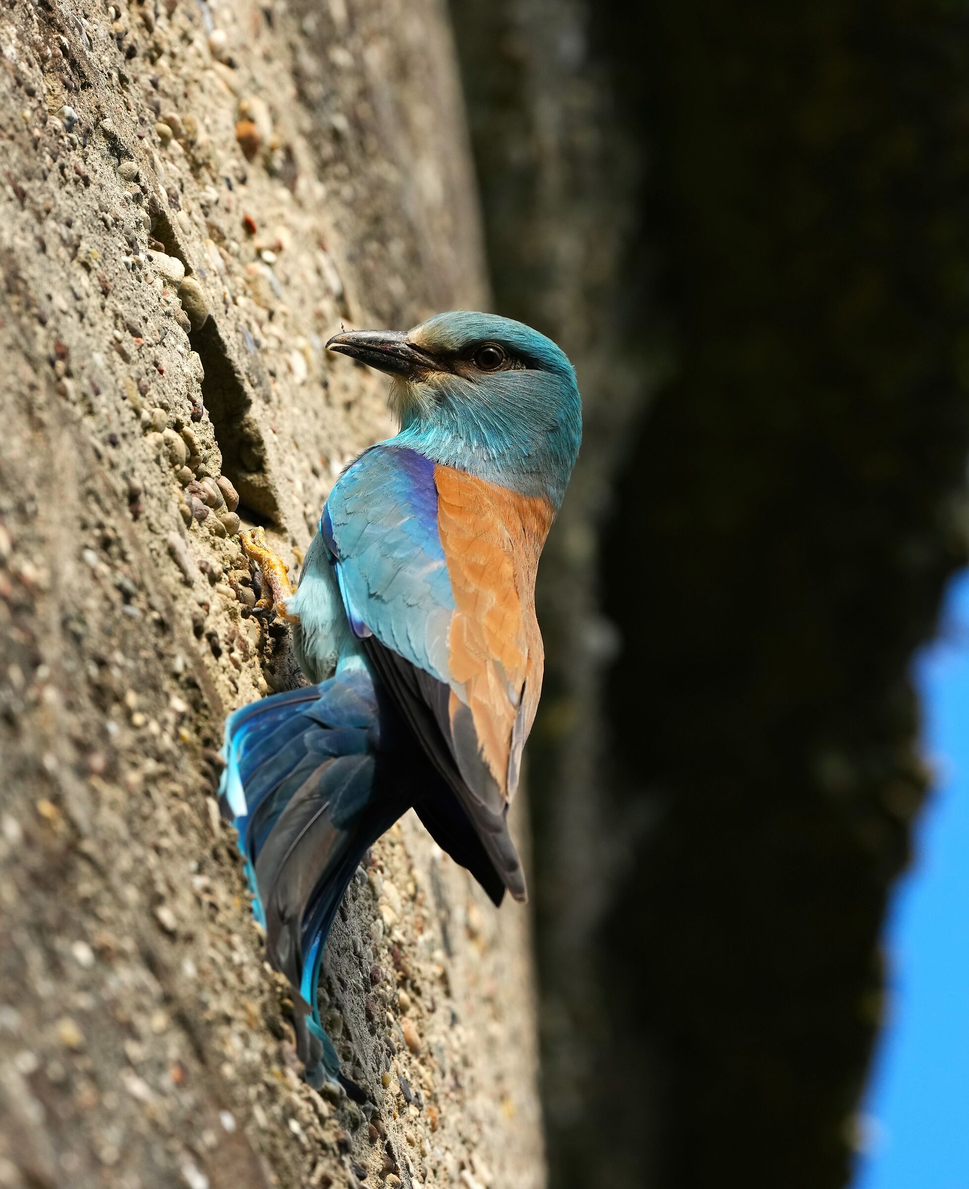 European jay