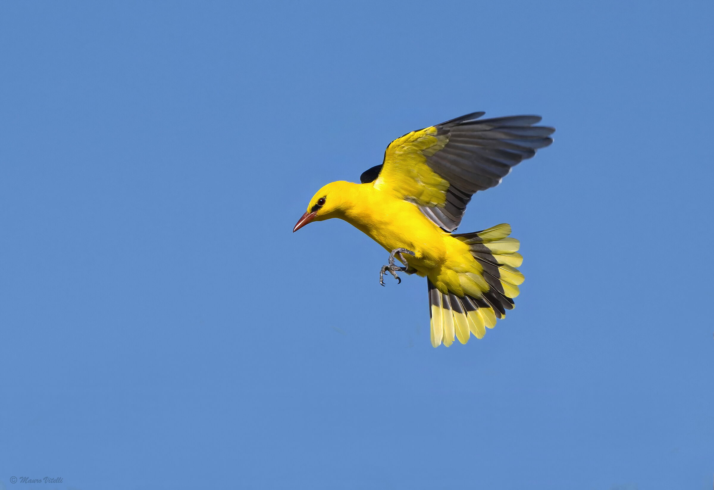 Rigogolo (Oriolus oriolus)