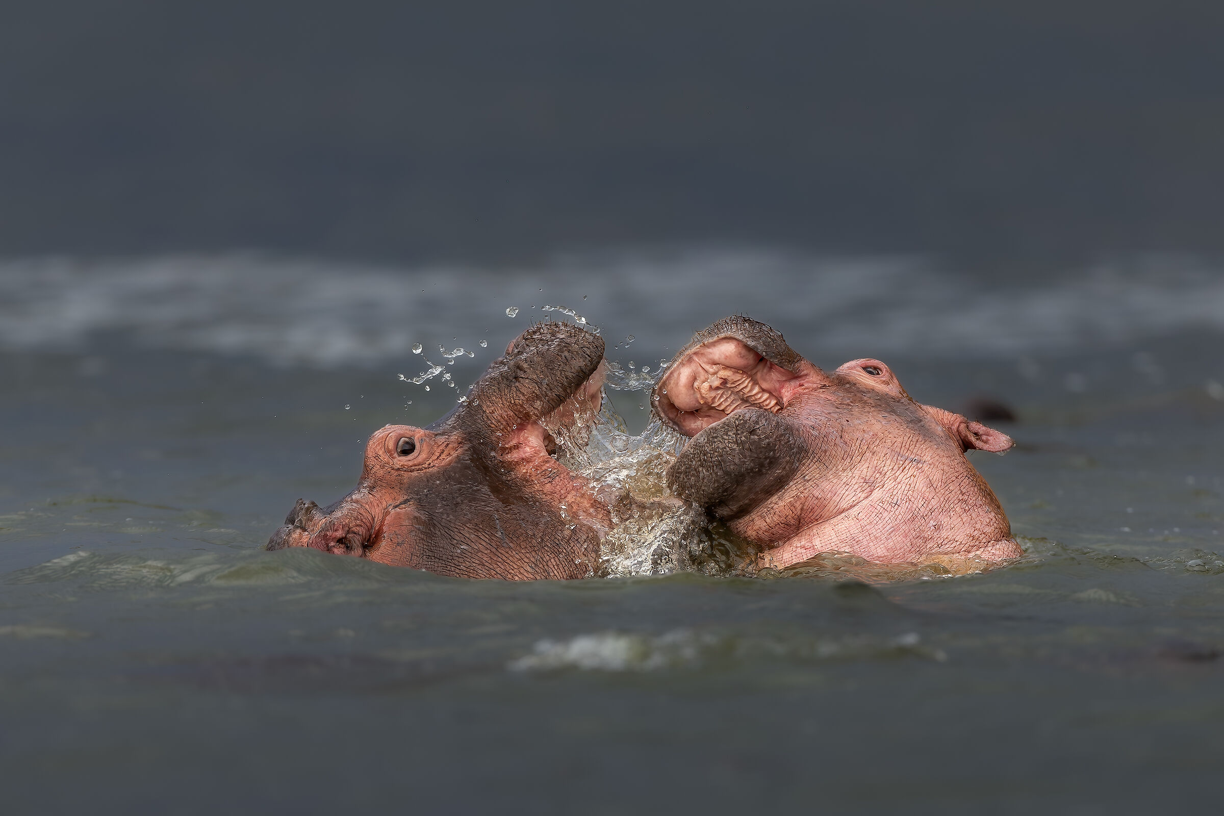 River roars