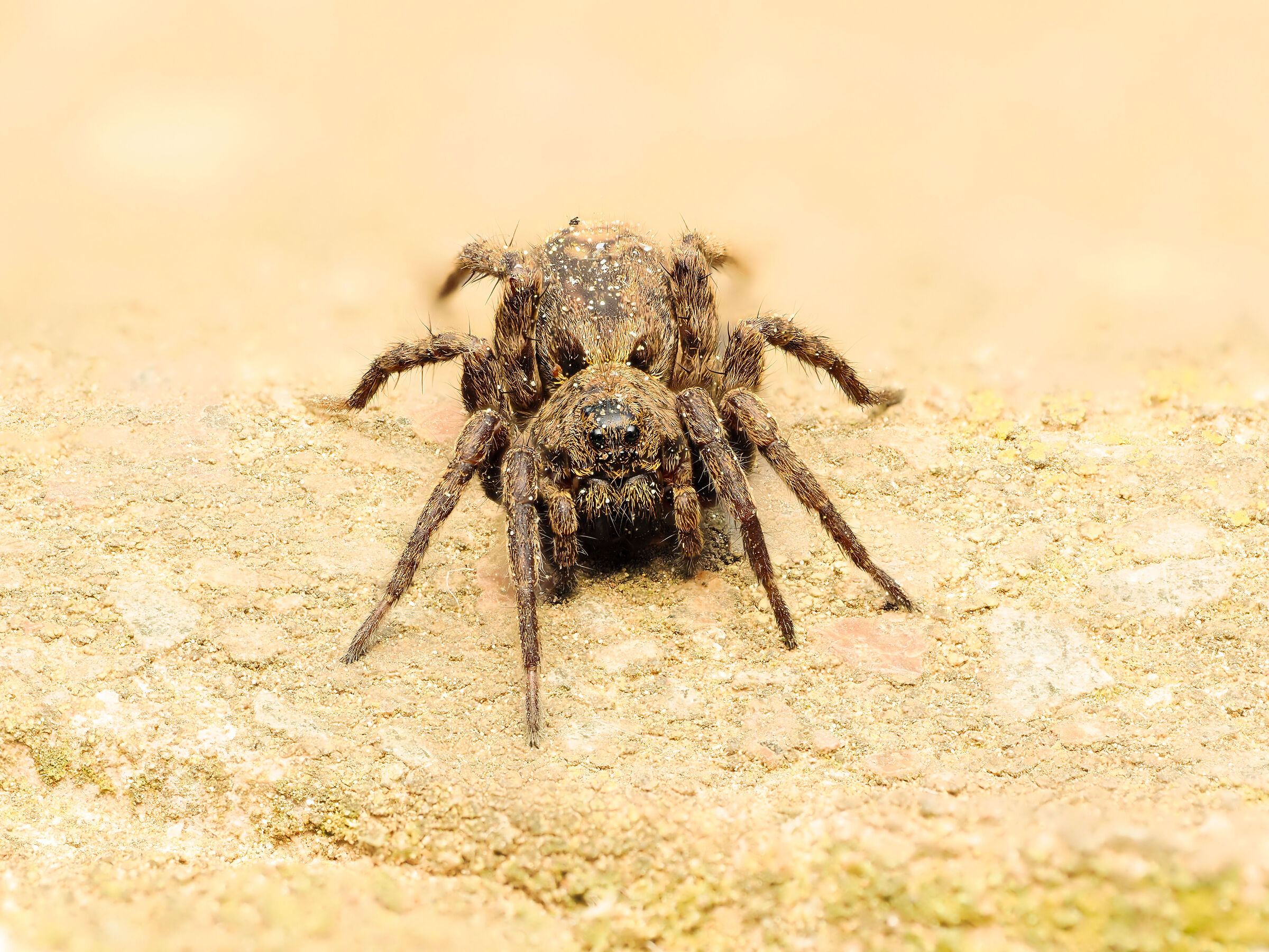 Spider 2026