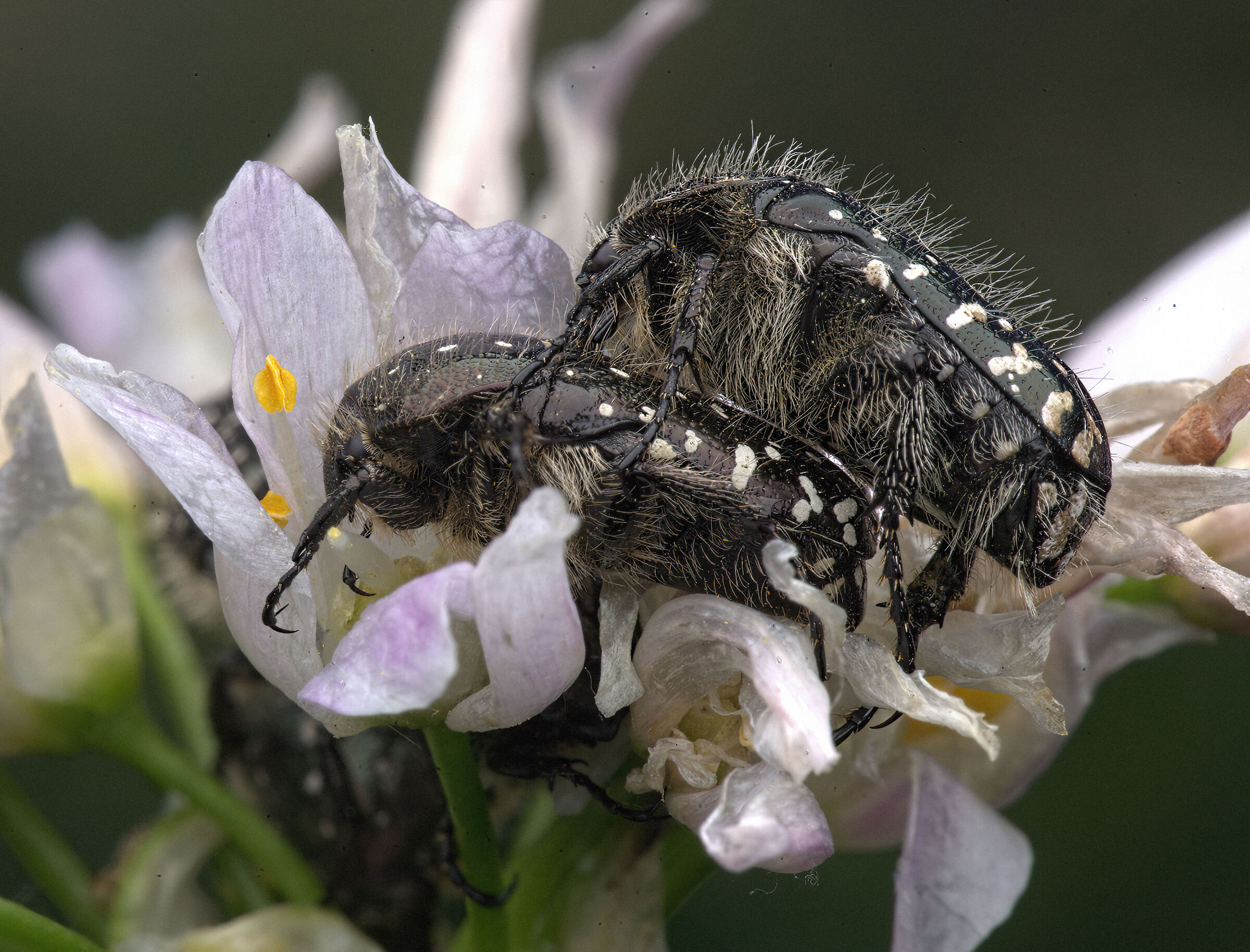 Oxythyrea funesta
