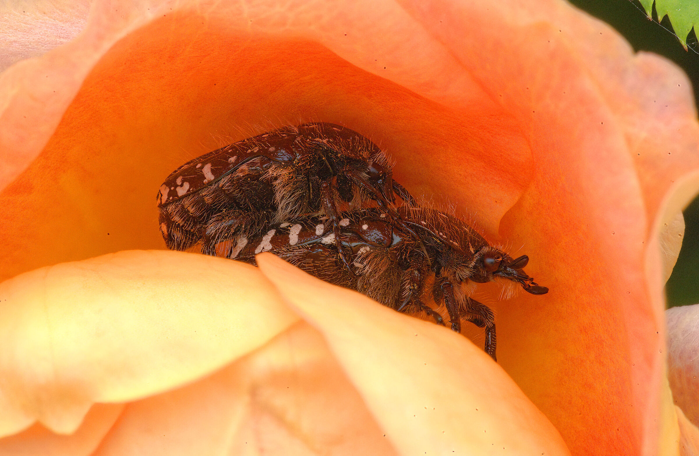 Oxythyrea funesta