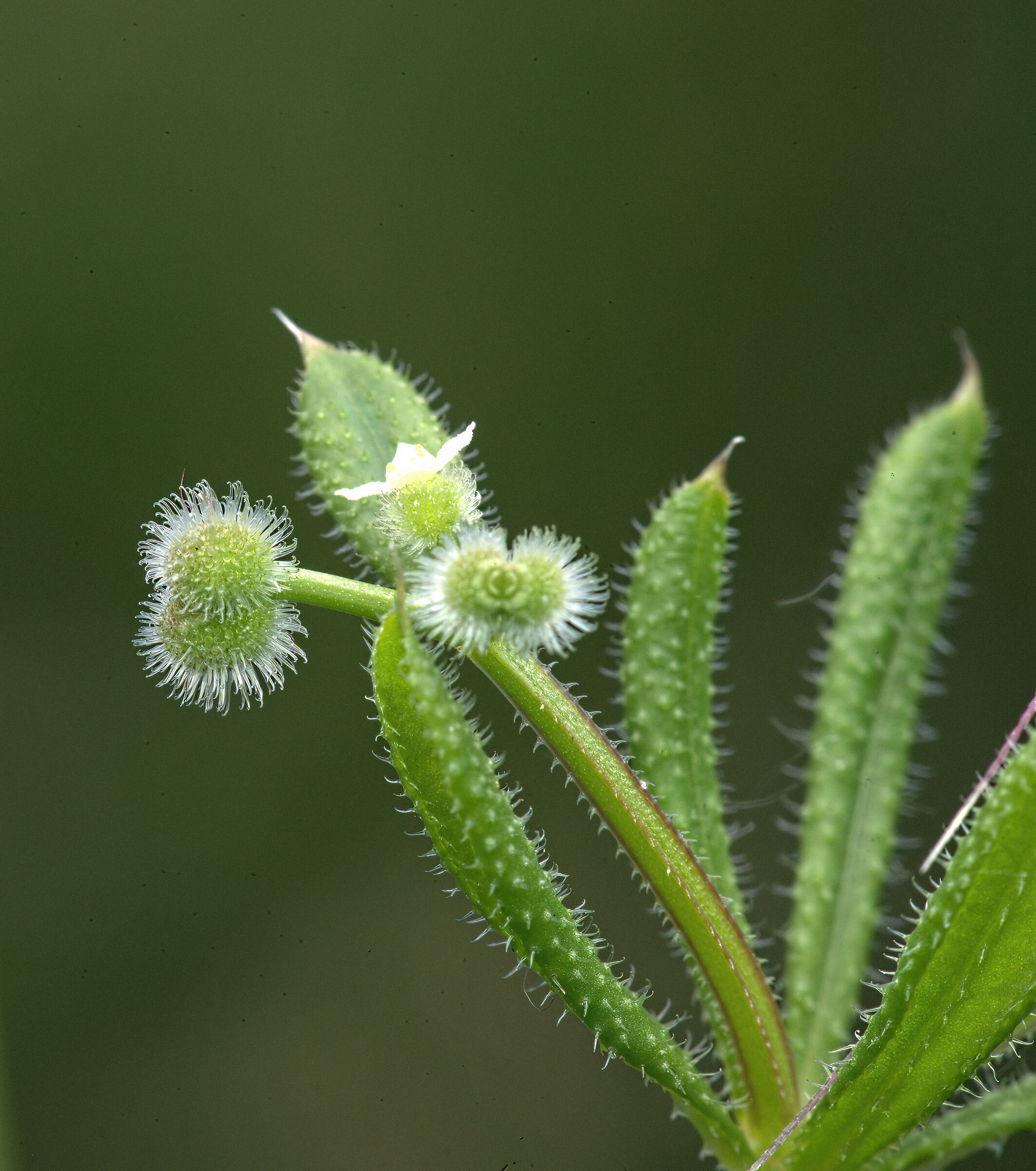 Galium aparine