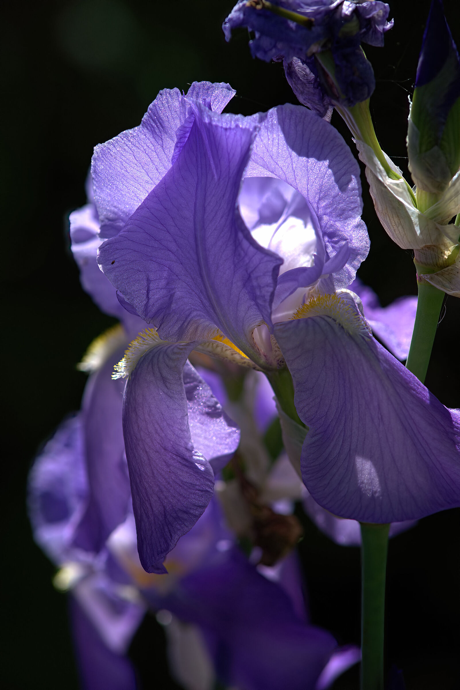 Iris germanica
